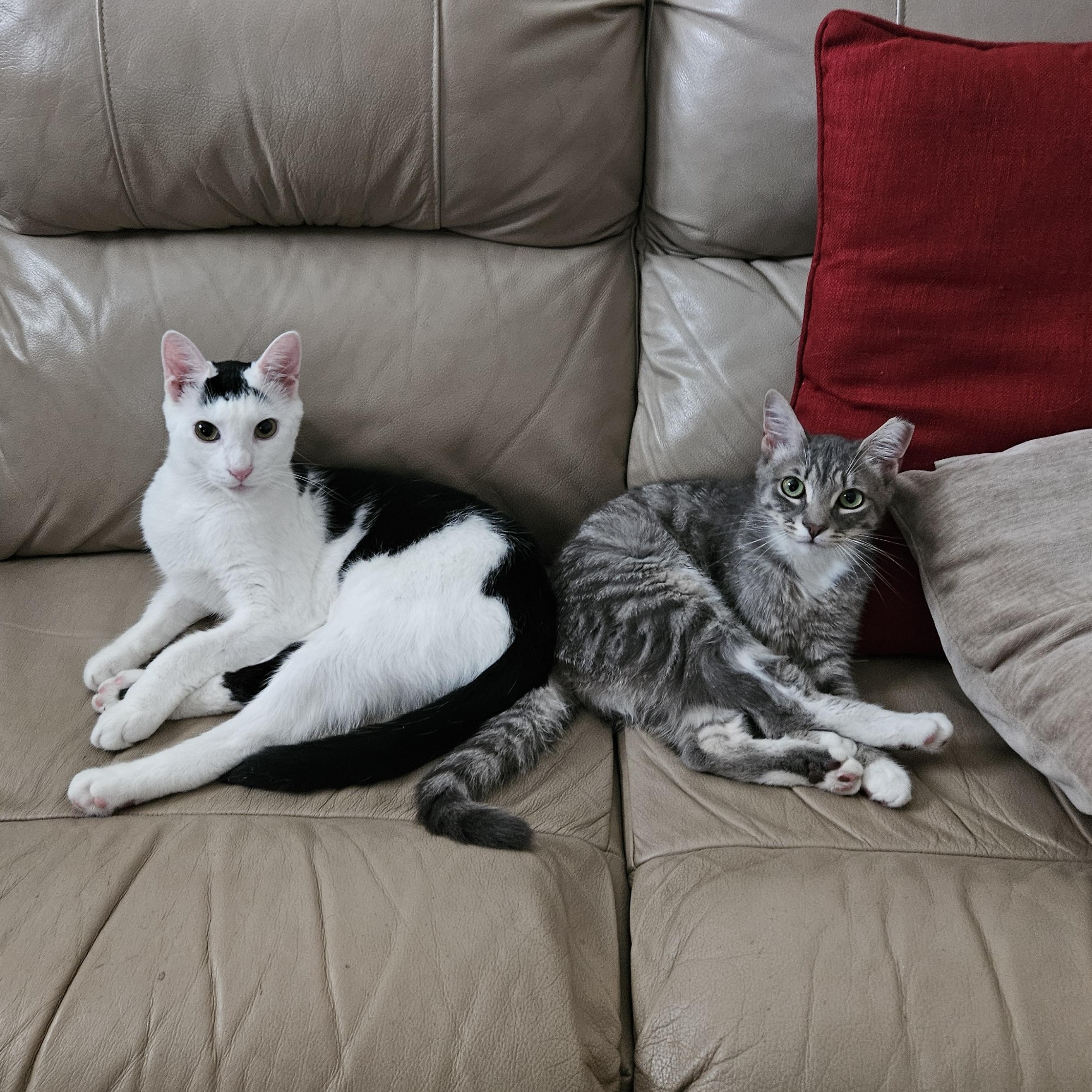 Enlarge Cowser, a Adoptable Domestic Short Hair in White Marsh, MD image 2/5