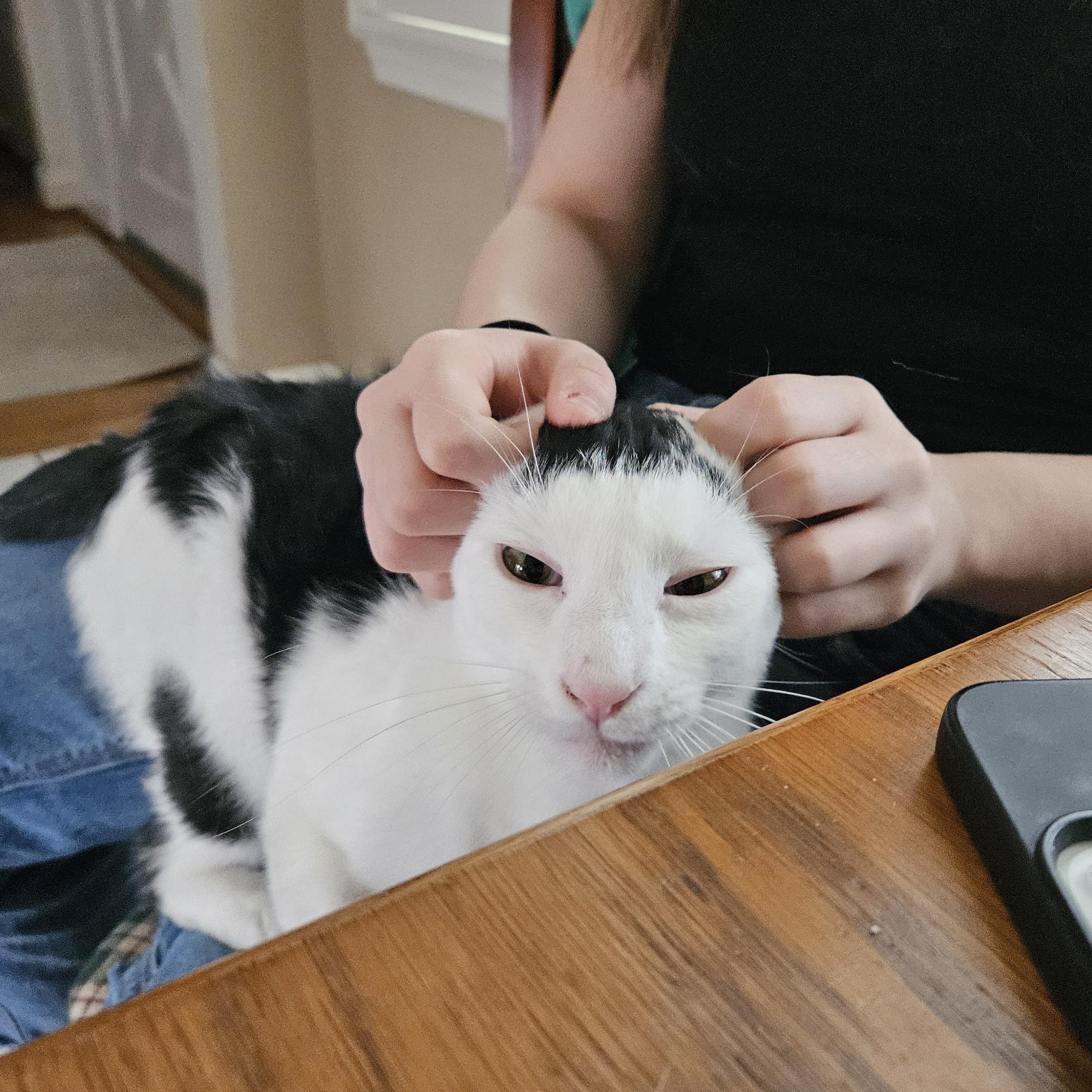 Enlarge Cowser, a Adoptable Domestic Short Hair in White Marsh, MD image 3/5