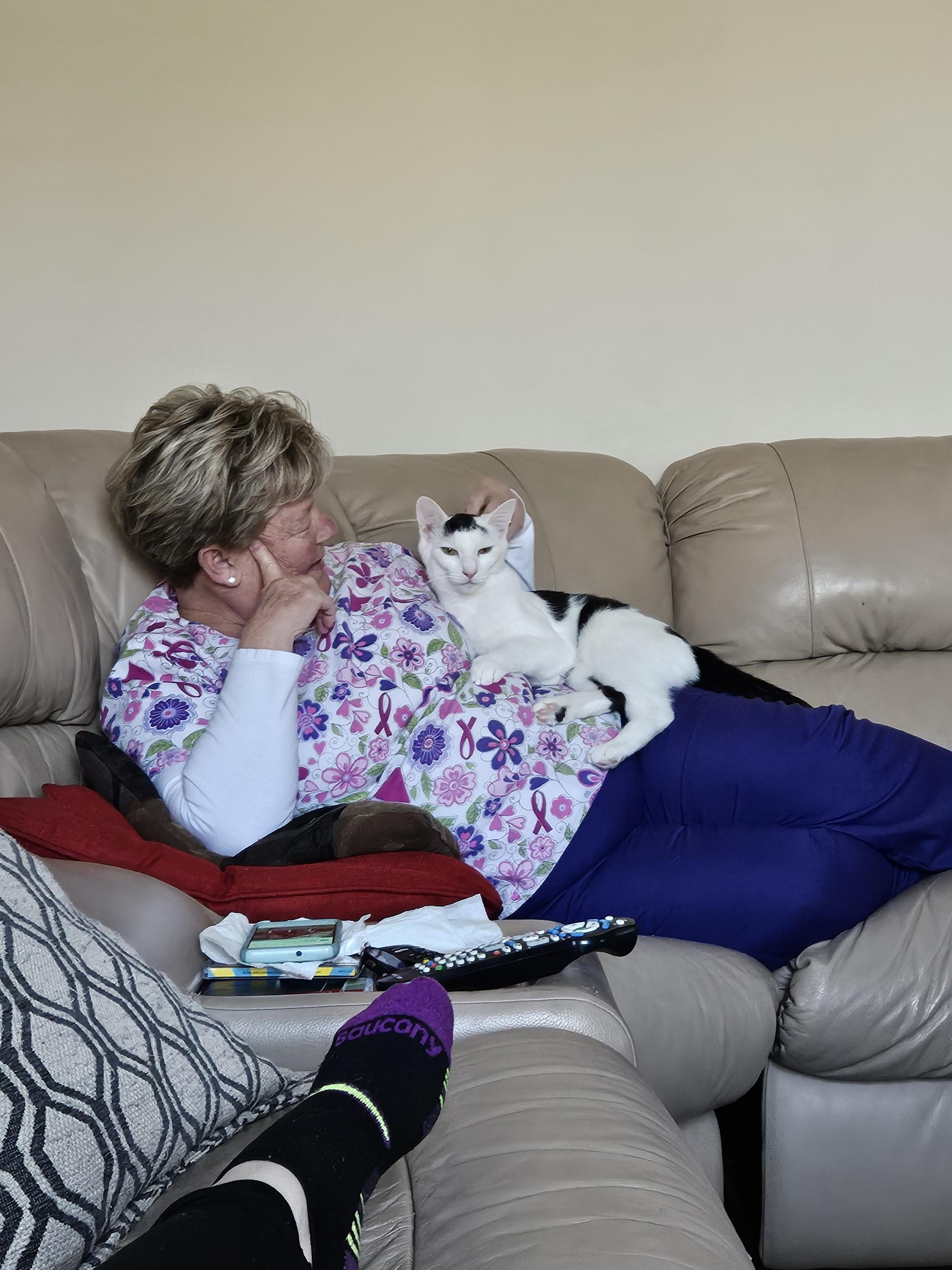 Enlarge Cowser, a Adoptable Domestic Short Hair in White Marsh, MD image 4/5