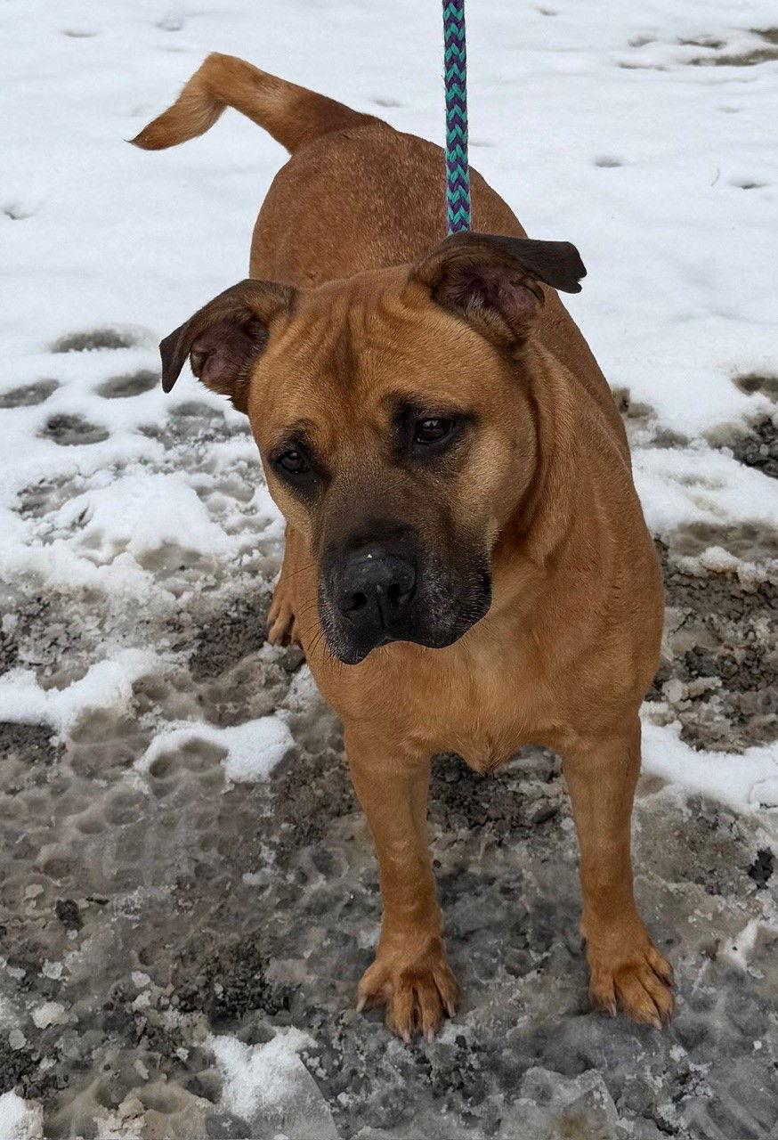 Enlarge Buster, a Adoptable Shar-Pei in Elkins, WV image 1/3
