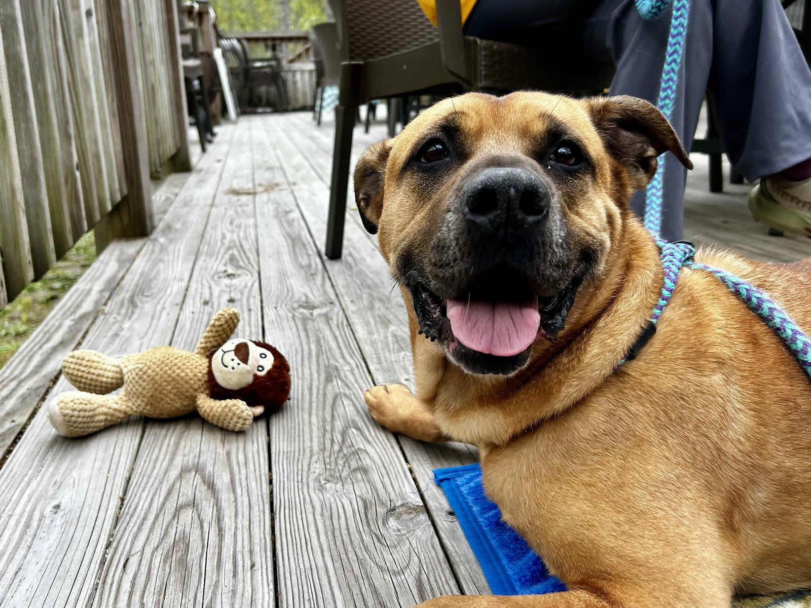 Enlarge Buster, a Adoptable Shar-Pei in Elkins, WV image 1/3