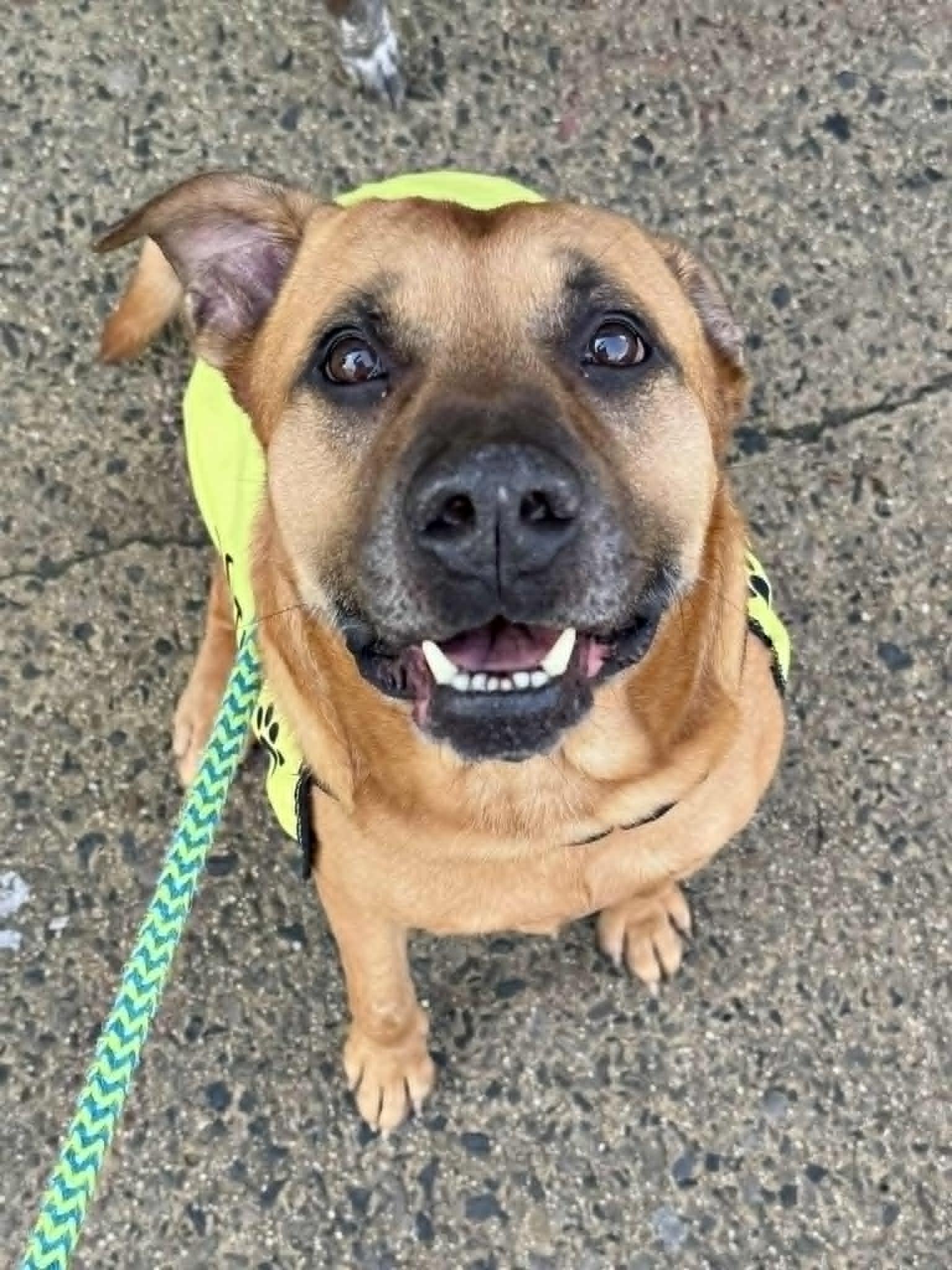 Enlarge Buster, a Adoptable Shar-Pei in Elkins, WV image 2/3