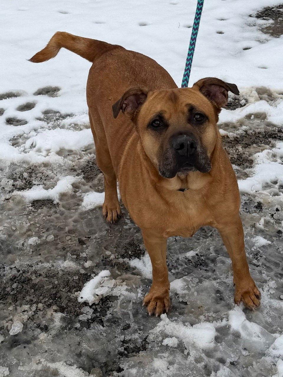 Enlarge Buster, a Adoptable Shar-Pei in Elkins, WV image 3/3