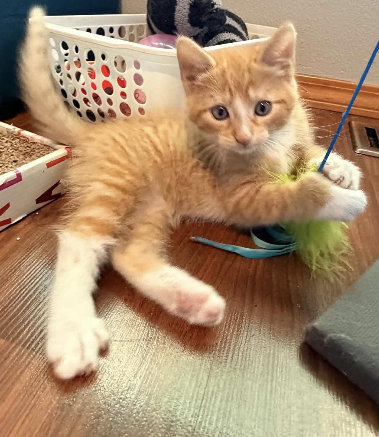Enlarge Colby, a Adoptable Domestic Short Hair in Bonney Lake, WA image 2/6