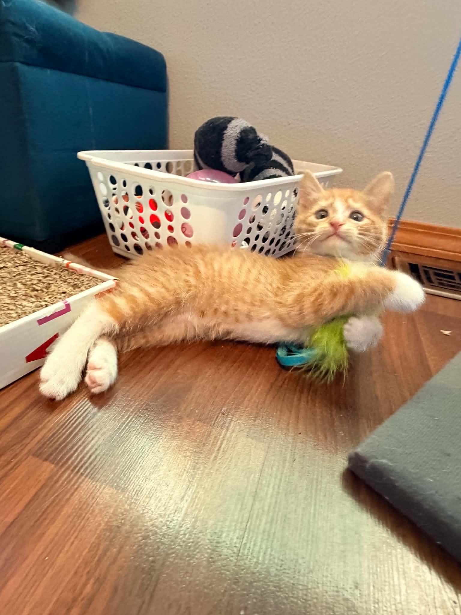 Enlarge Colby, a Adoptable Domestic Short Hair in Bonney Lake, WA image 6/6