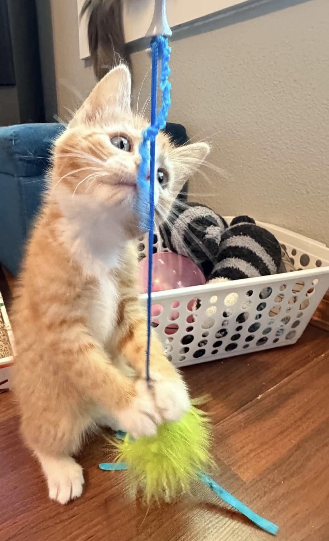 Enlarge Colby, a Adoptable Domestic Short Hair in Bonney Lake, WA image 3/6