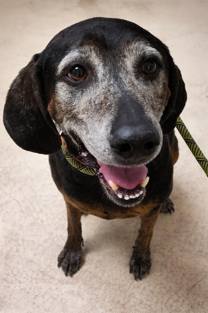 Enlarge Rufus, a ADOPTABLE mixed breed in Saint George, UT image 1/1