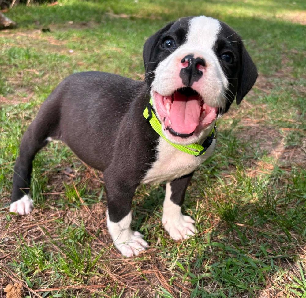 Poppy (2026), a Adoptable mixed breed in Wenonah, NJ image 1/6