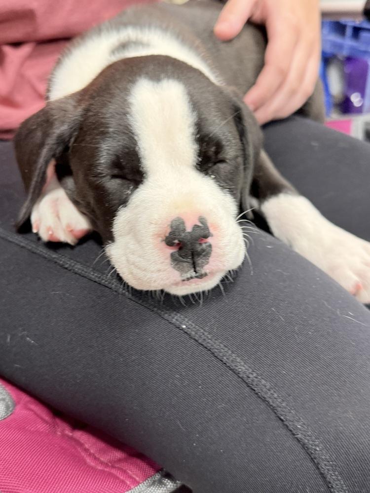 Poppy (2026), a Adoptable mixed breed in Wenonah, NJ image 3/6
