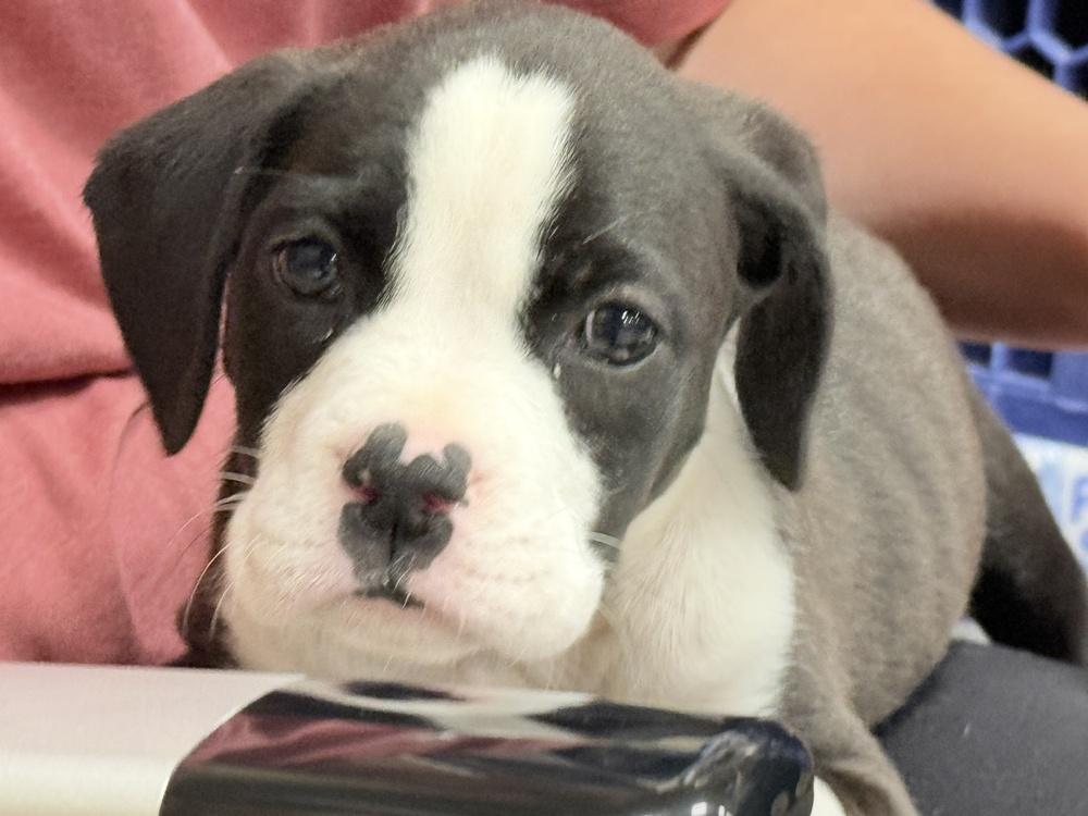 Poppy (2026), a Adoptable mixed breed in Wenonah, NJ image 5/6