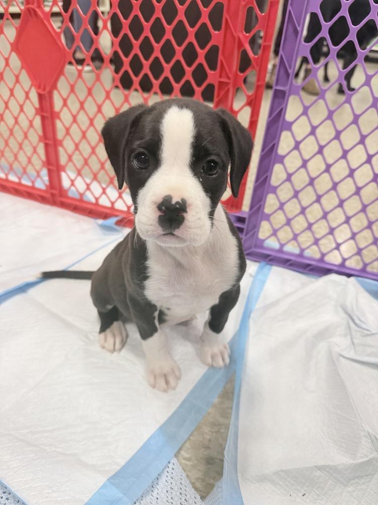Poppy (2026), a Adoptable mixed breed in Wenonah, NJ image 6/6