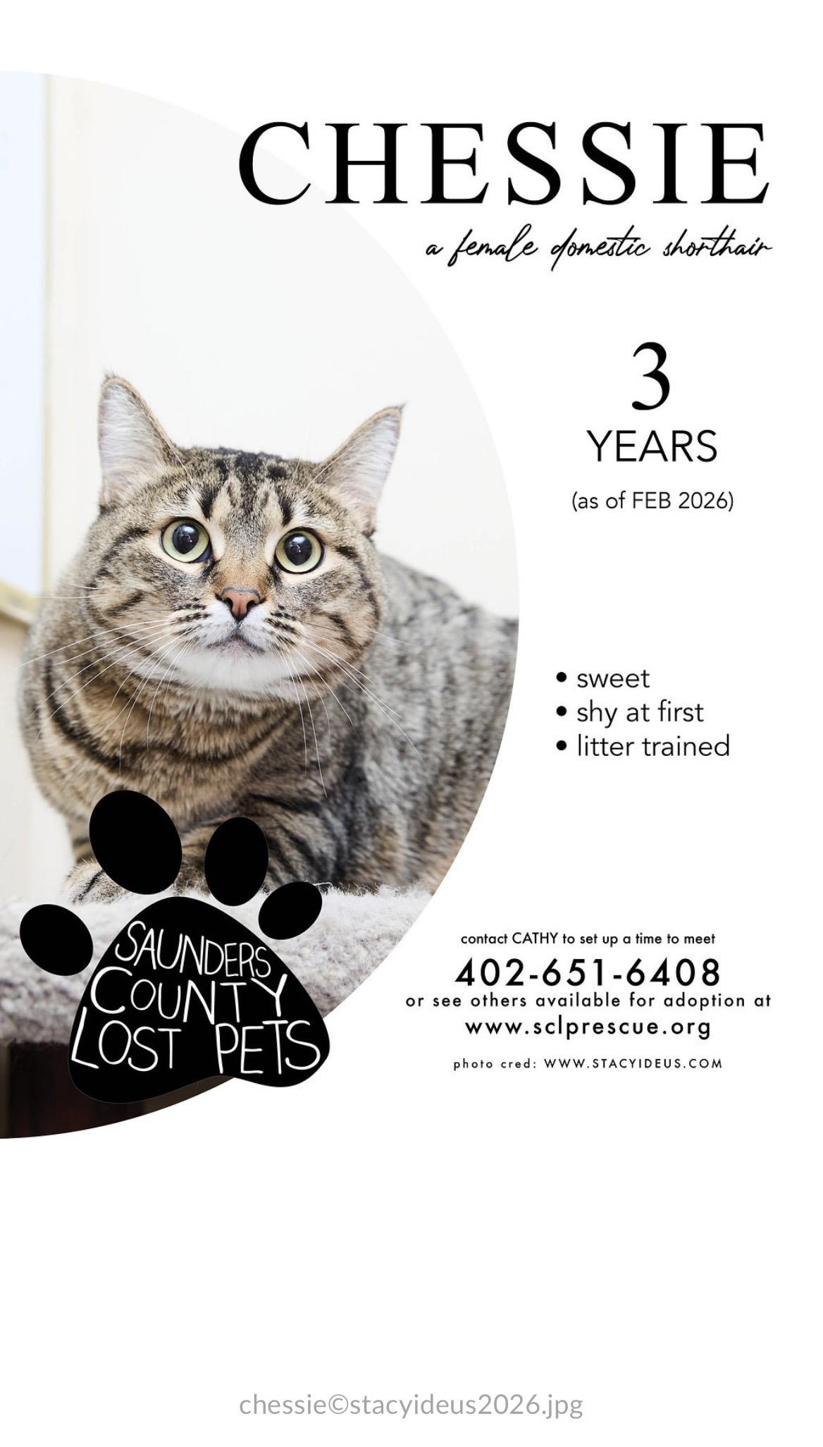 Chessie, ADOPTABLE, Adult Female Domestic Short Hair.