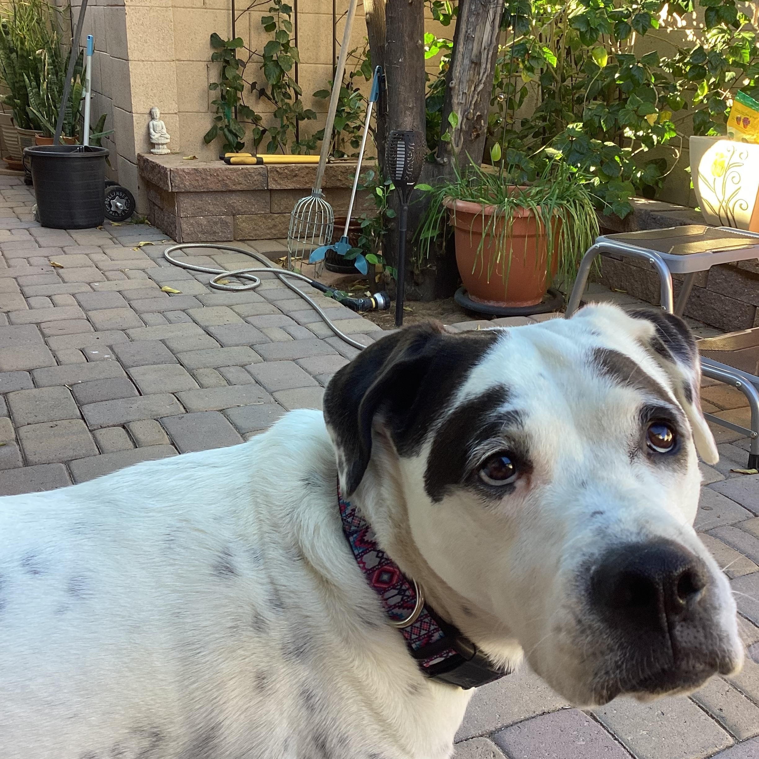 Enlarge Rexie, a Adoptable mixed breed in Phoenix, AZ image 4/5