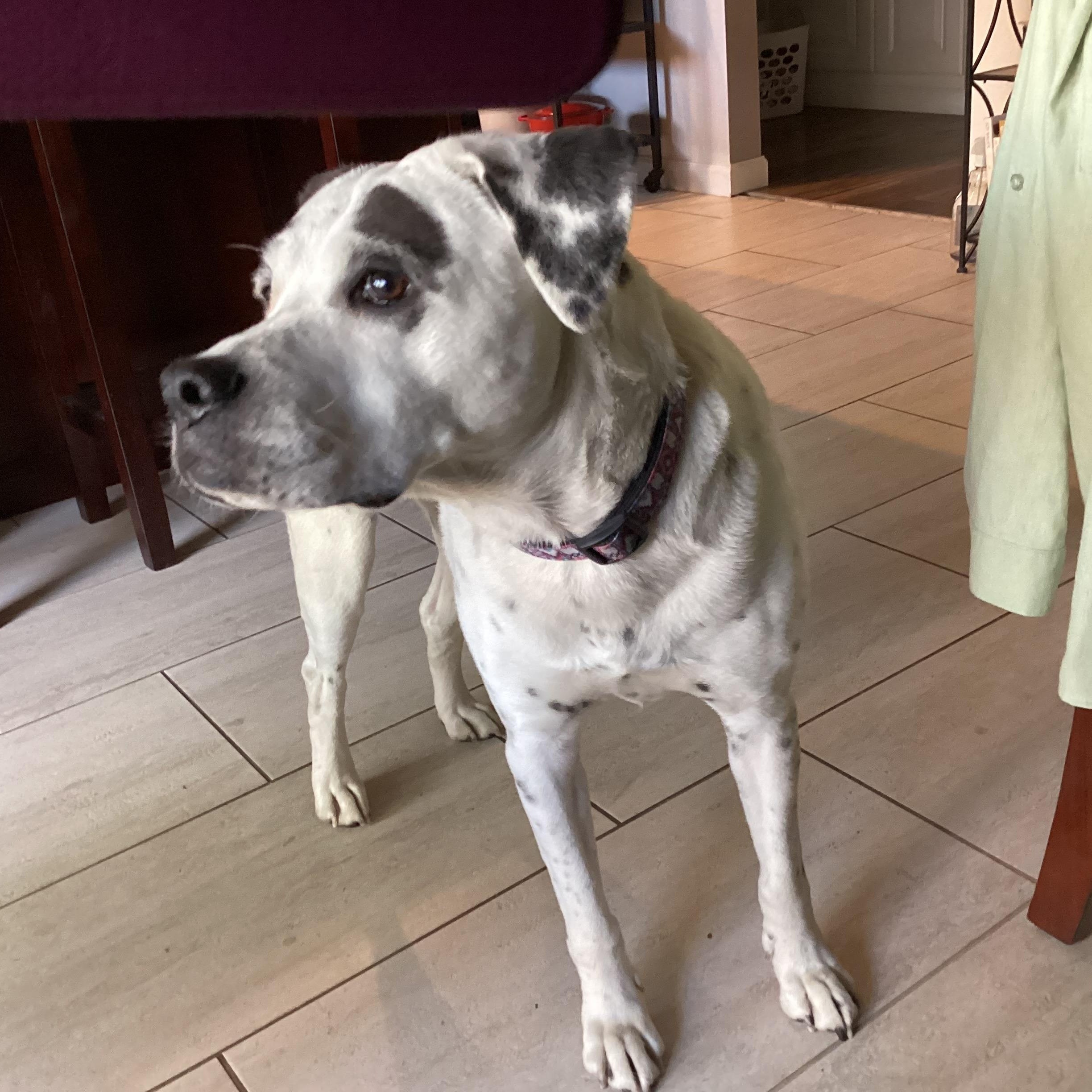 Enlarge Rexie, a Adoptable mixed breed in Phoenix, AZ image 5/5