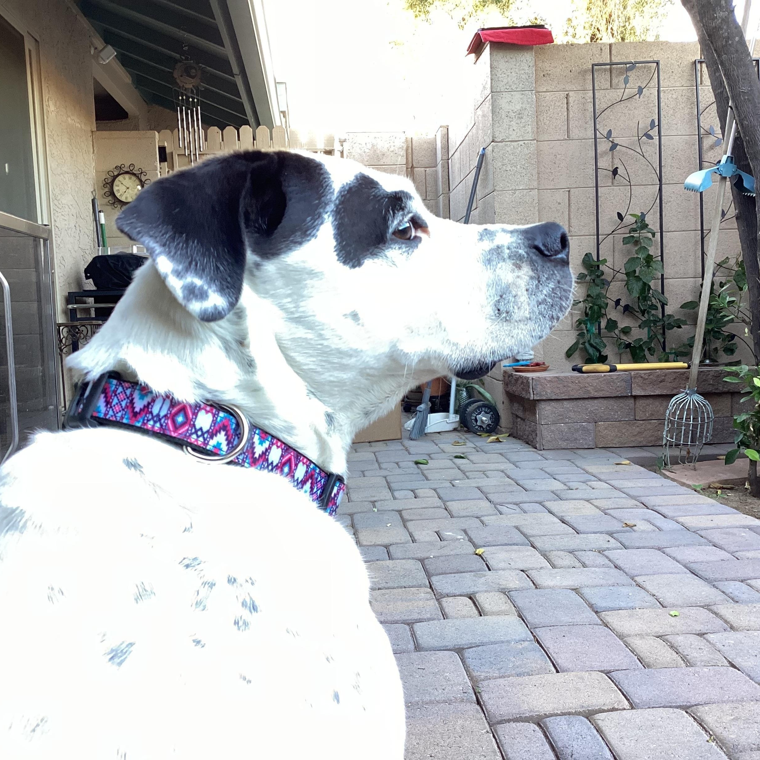 Enlarge Rexie, a Adoptable mixed breed in Phoenix, AZ image 3/5