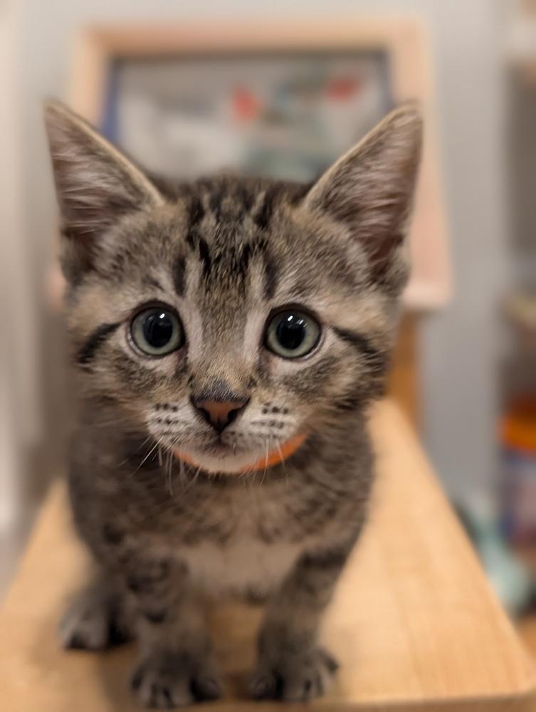 Mystery Saja, Adoptable, Kitten Male Domestic Short Hair & Tabby.