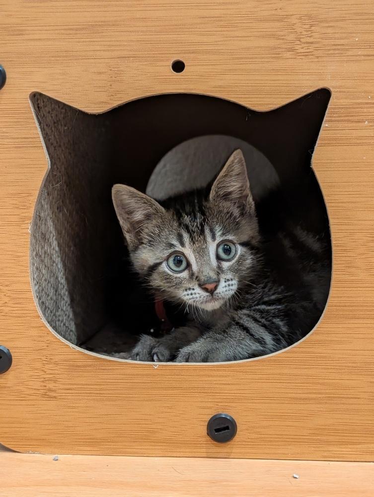 Enlarge Mystery Saja, a Adoptable mixed breed in Fremont, CA image 2/6