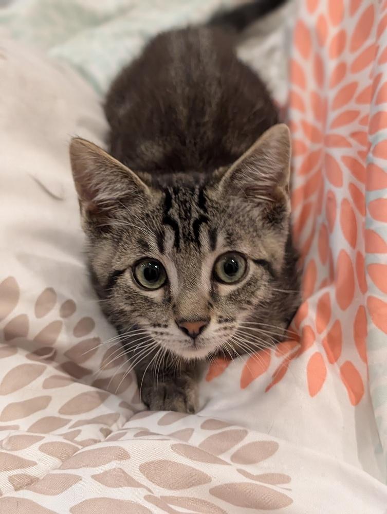 Enlarge Mystery Saja, a Adoptable mixed breed in Fremont, CA image 4/6