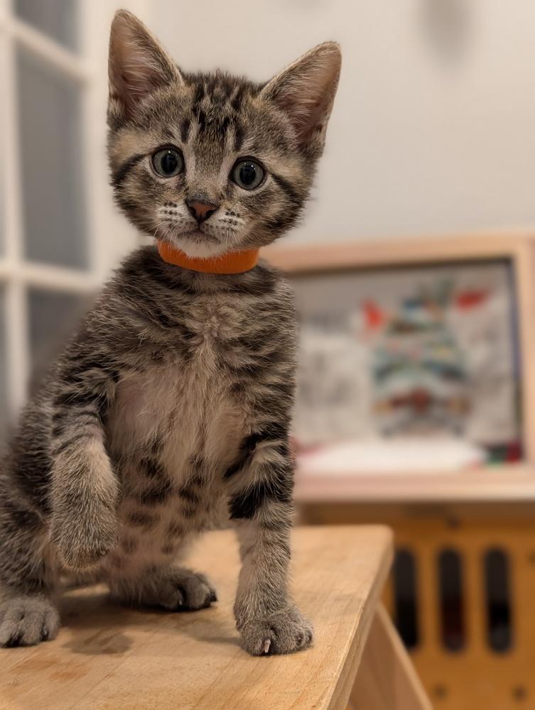 Enlarge Mystery Saja, a Adoptable mixed breed in Fremont, CA image 5/6