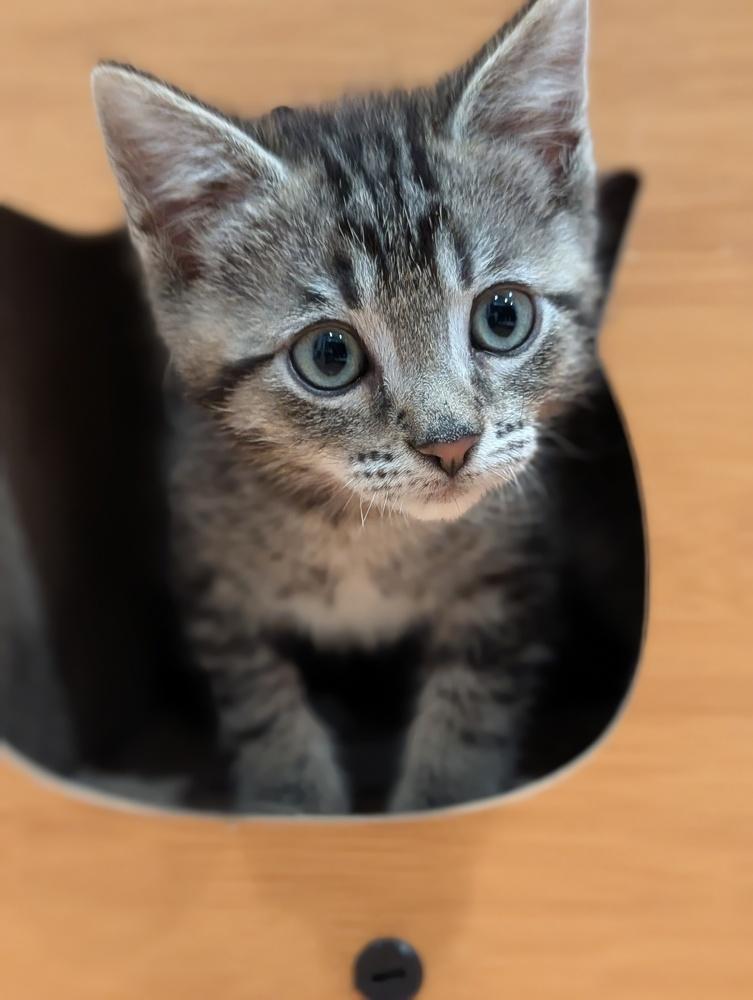 Enlarge Mystery Saja, a Adoptable mixed breed in Fremont, CA image 6/6