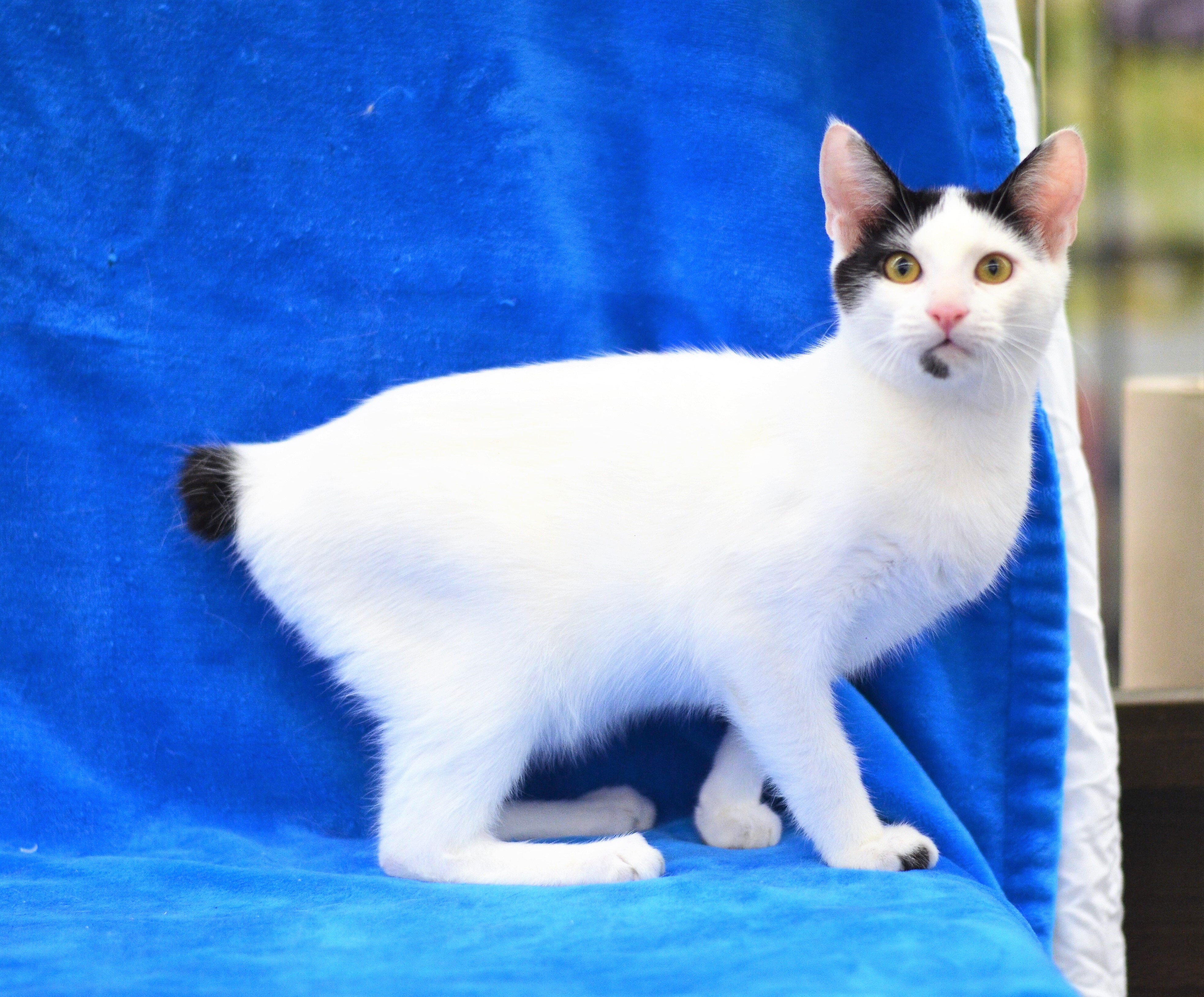 Judd - Foster Home - Marlena, a Adoptable American Bobtail in Houston, TX image 1/6