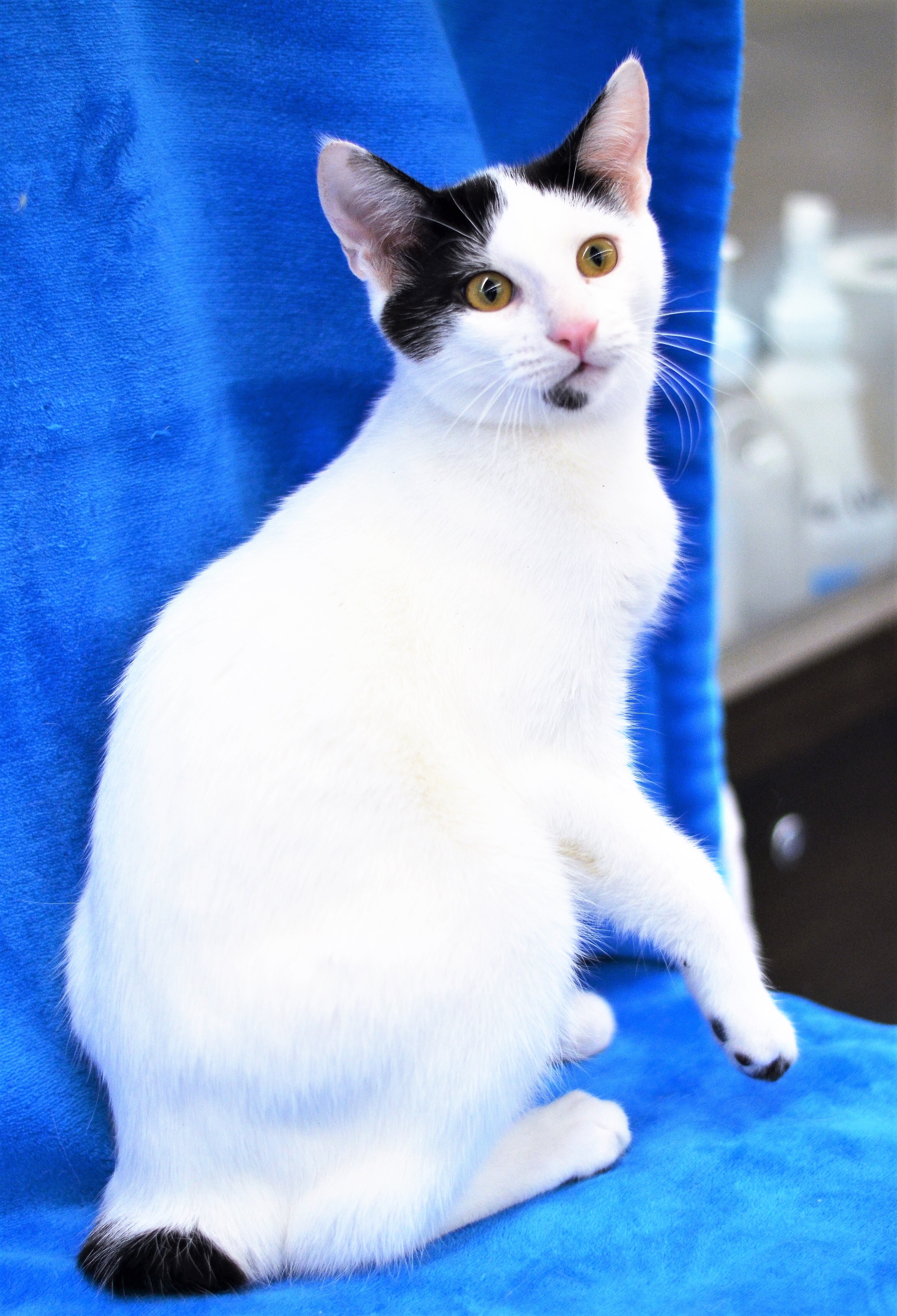 Judd - Foster Home - Marlena, a Adoptable American Bobtail in Houston, TX image 2/6