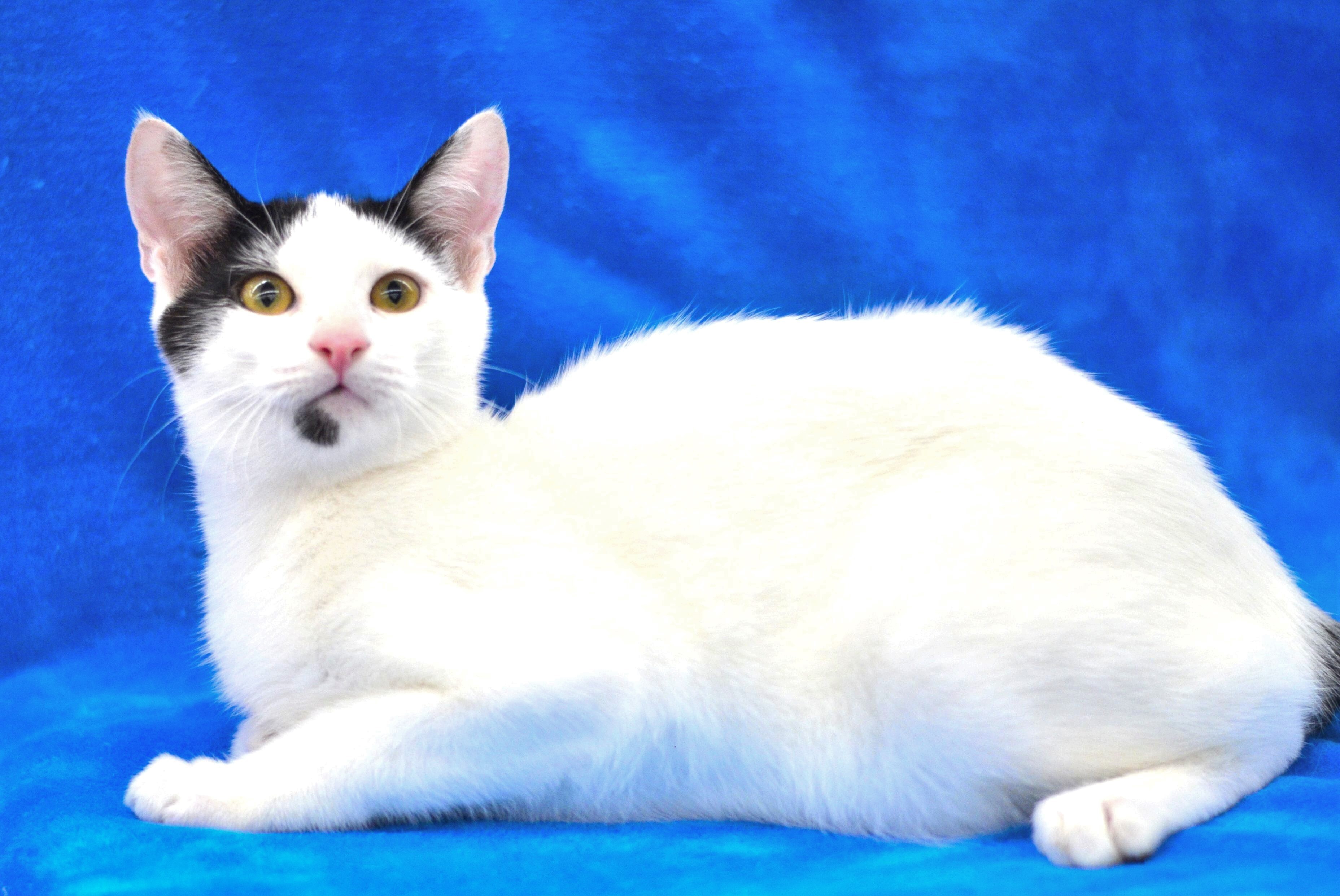 Judd - Foster Home - Marlena, a Adoptable American Bobtail in Houston, TX image 3/6