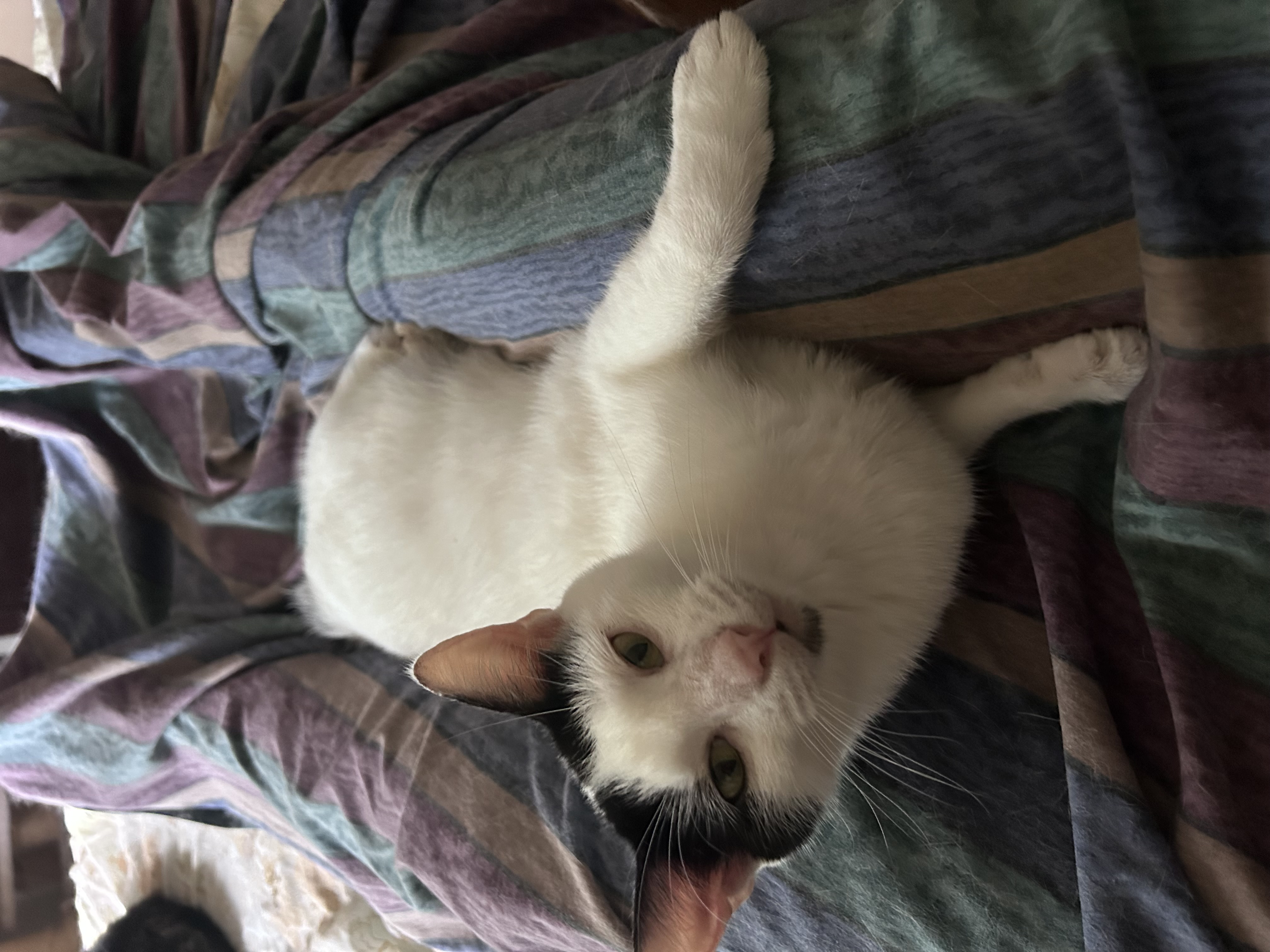 Judd - Foster Home - Marlena, a Adoptable American Bobtail in Houston, TX image 4/6