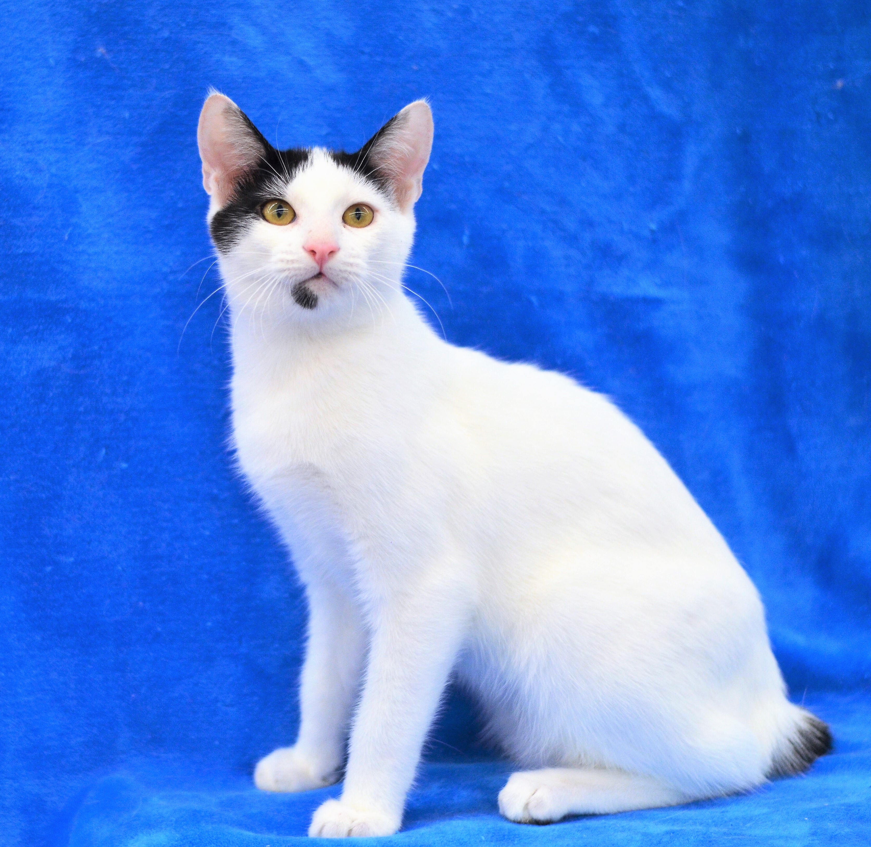 Judd - Foster Home - Marlena, a Adoptable American Bobtail in Houston, TX image 5/6