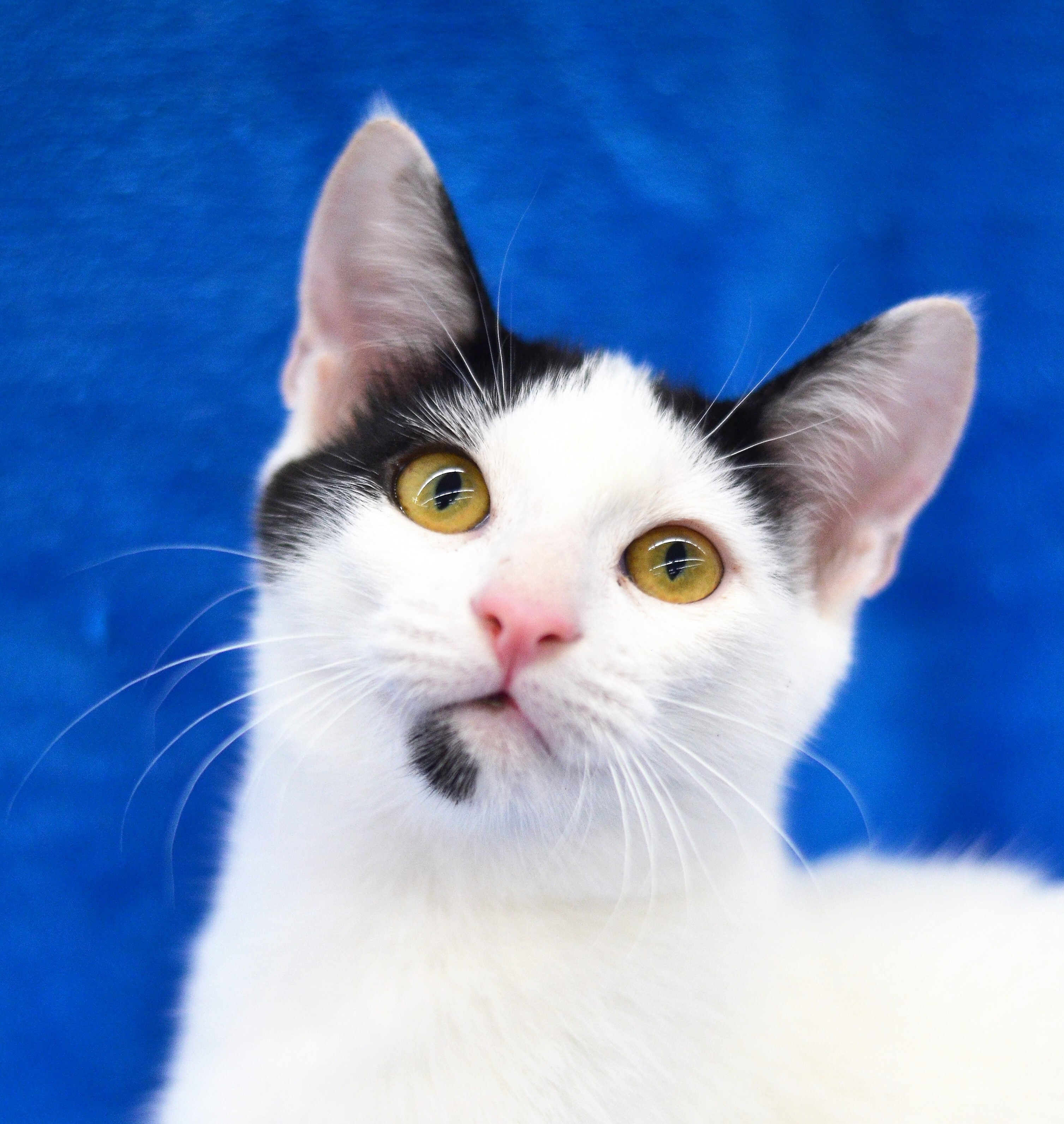 Judd - Foster Home - Marlena, a Adoptable American Bobtail in Houston, TX image 6/6