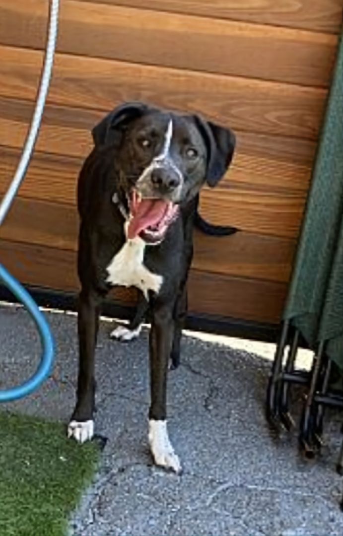 Baloo, a Adoptable mixed breed in Hawthorne, CA image 1/4