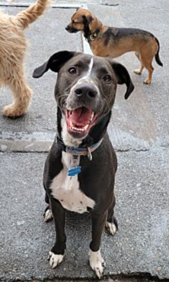 Baloo, a Adoptable mixed breed in Hawthorne, CA image 2/4