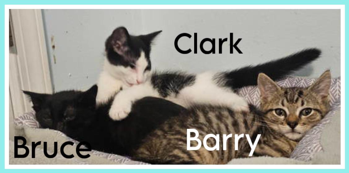 Super Trio: Barry