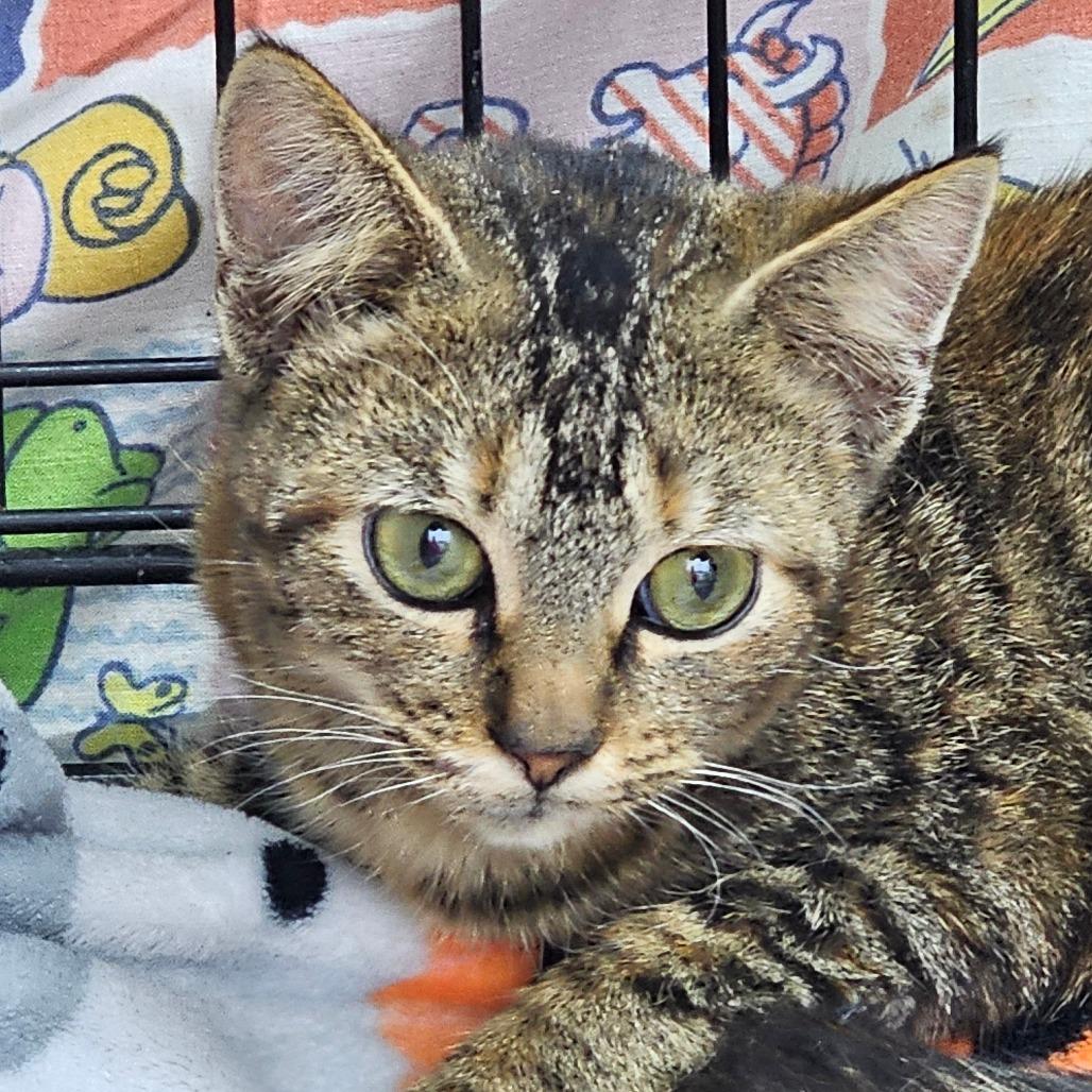 Figgy, Adoptable, Kitten Female Domestic Short Hair.