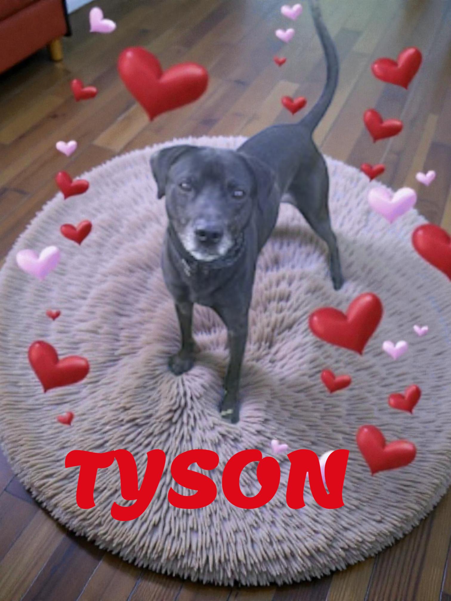 Enlarge Tyson, a Adoptable mixed breed in Taunton, MA image 1/3