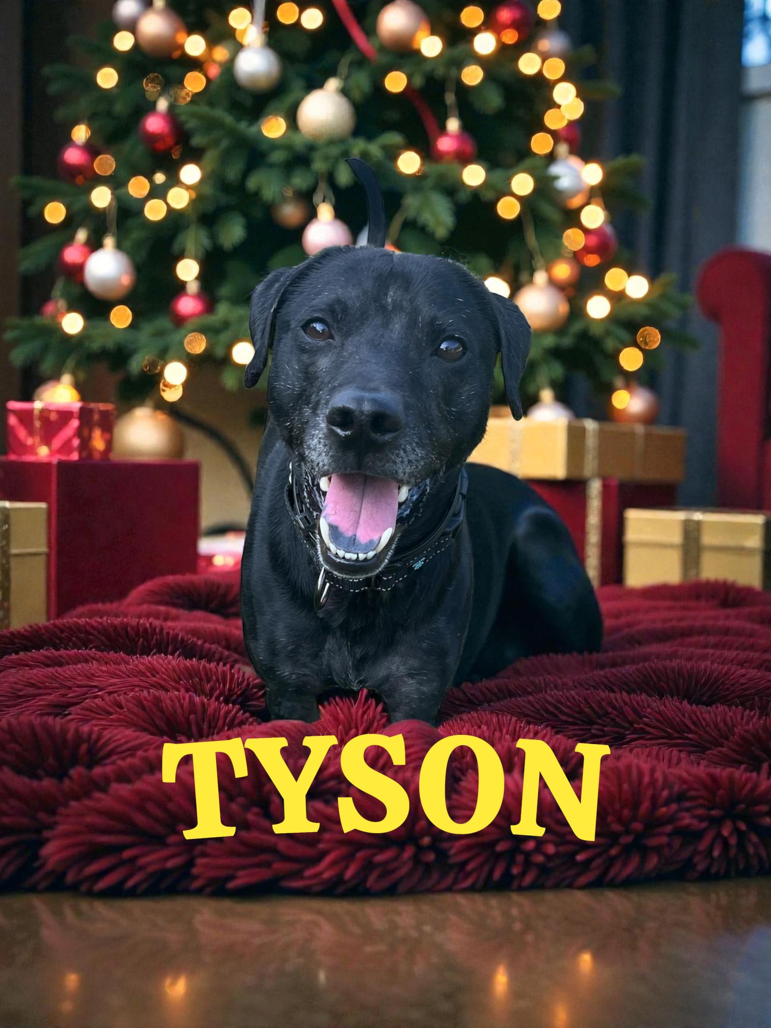 Enlarge Tyson, a Adoptable mixed breed in Taunton, MA image 1/1