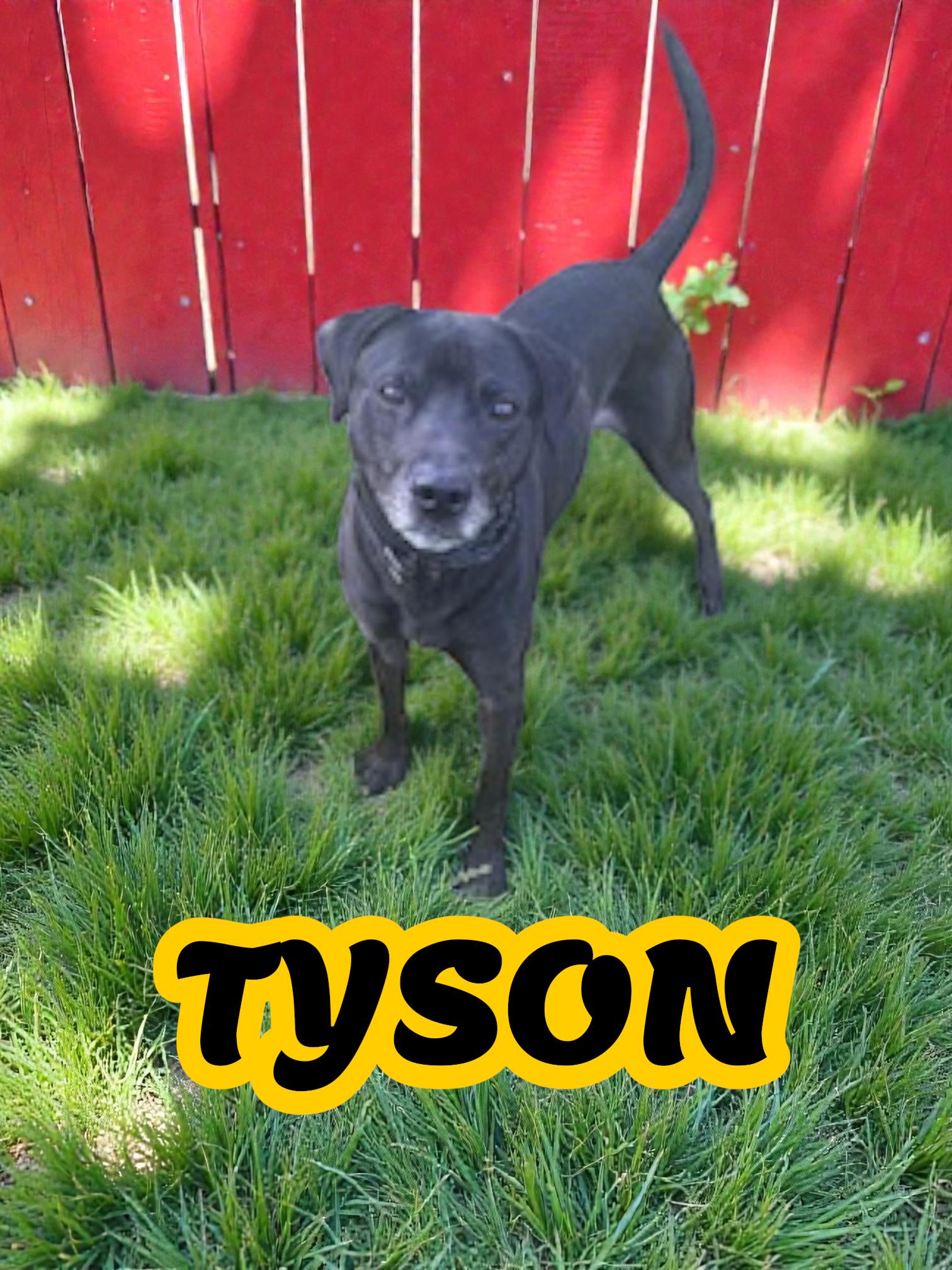 Tyson, Adoptable, Adult Male Labrador Retriever & Chow Chow.