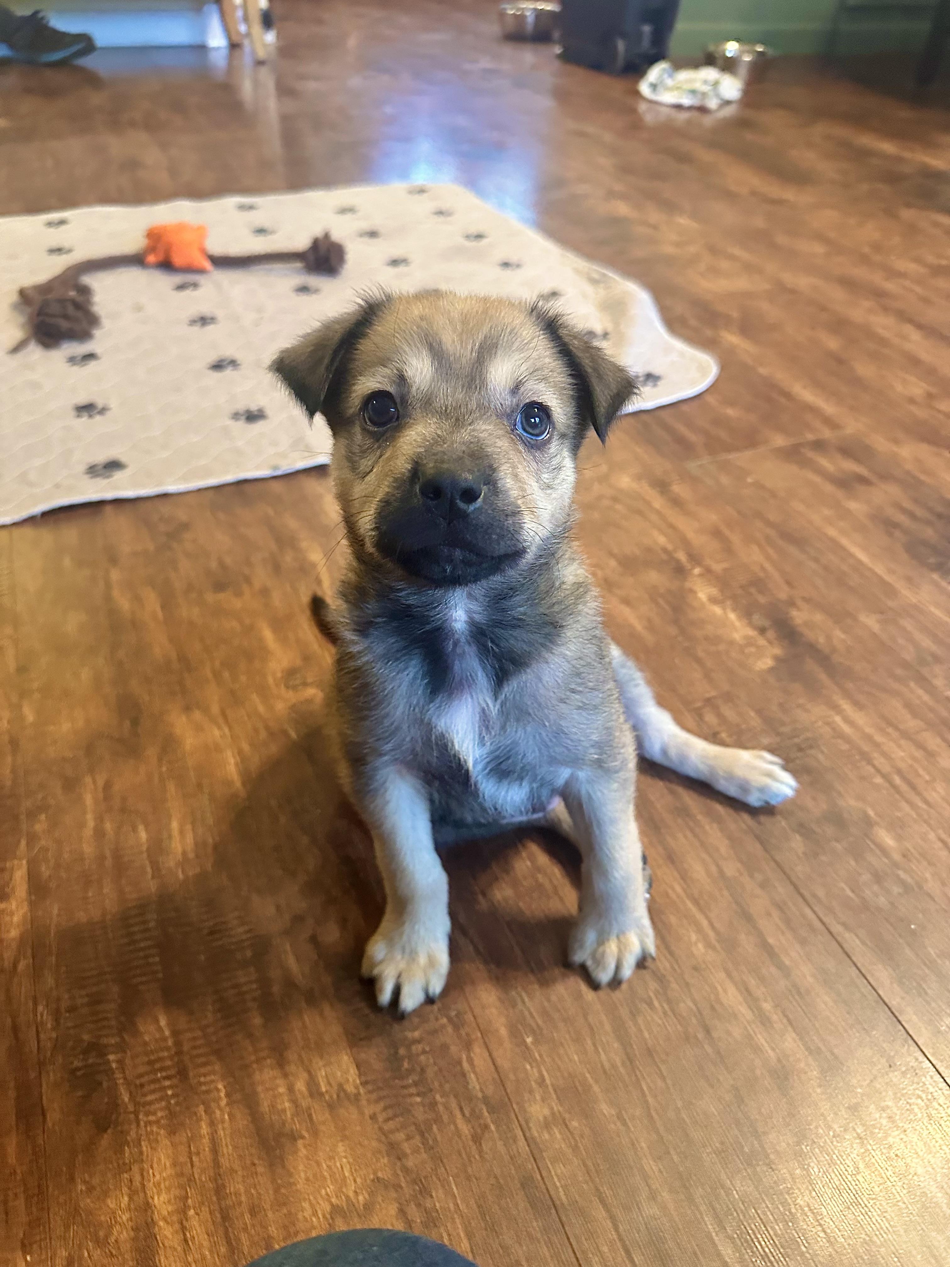 Enlarge Joey, a ADOPTABLE mixed breed in Sammamish, WA image 6/6