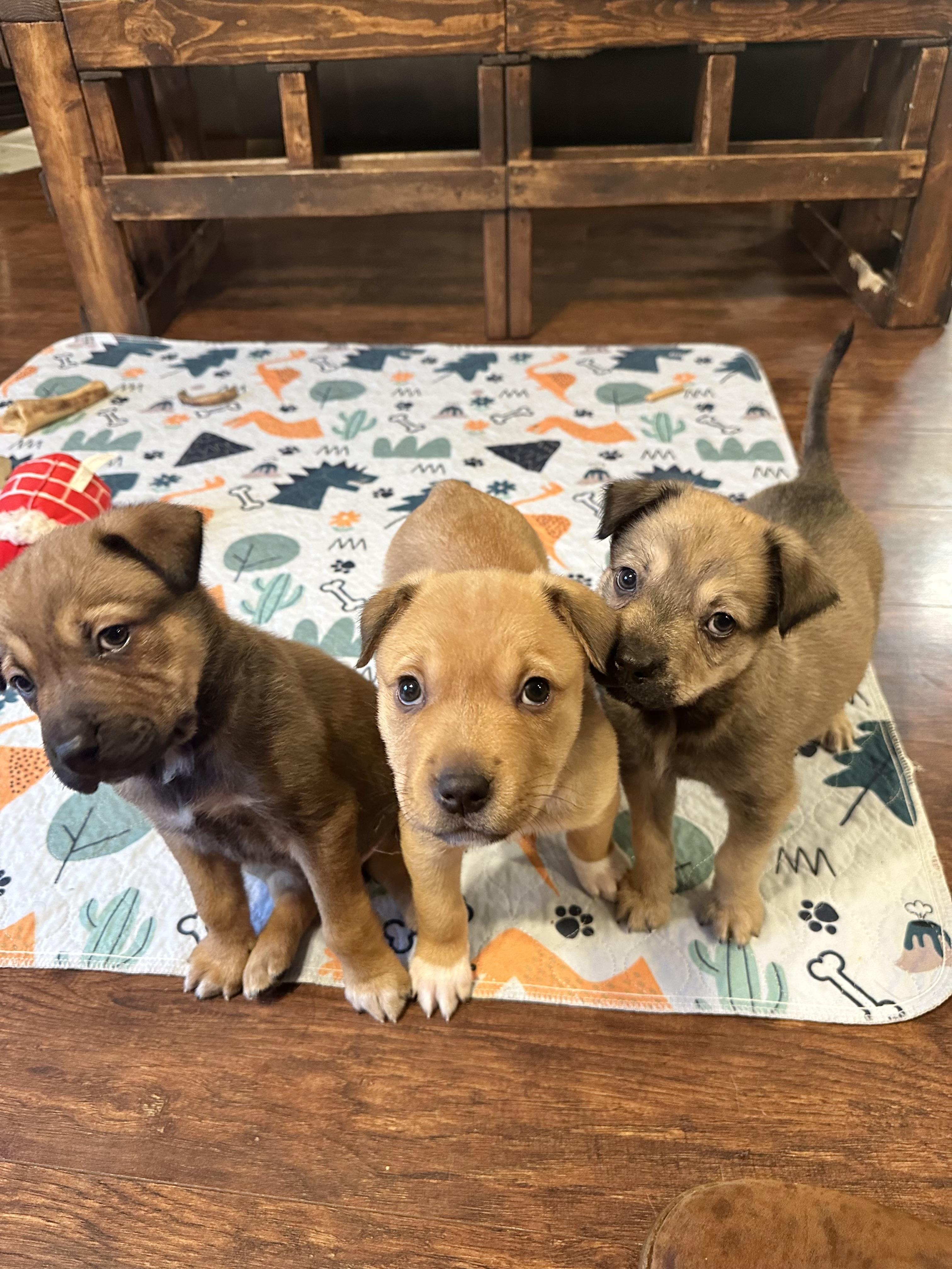 Enlarge Joey, a ADOPTABLE mixed breed in Sammamish, WA image 5/6