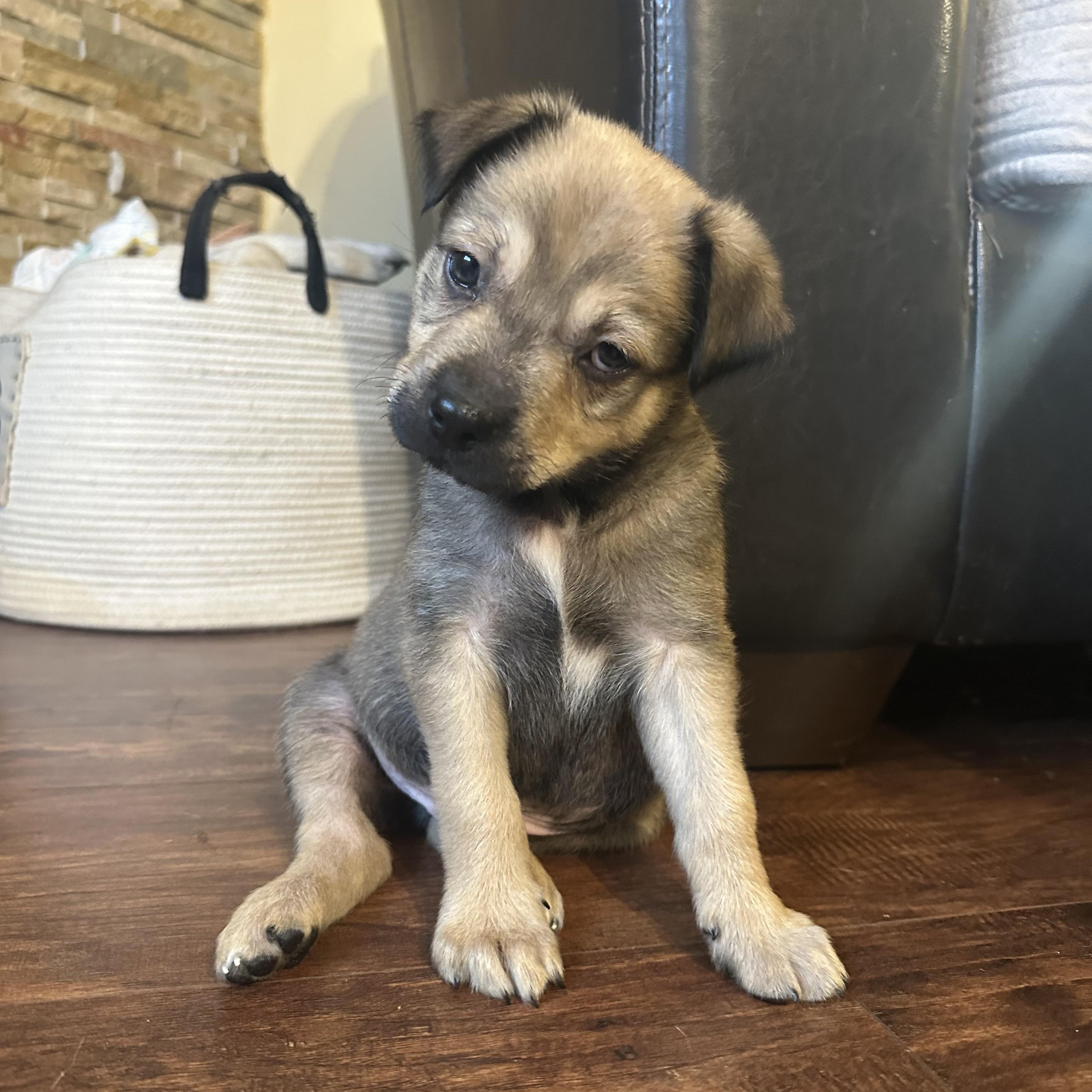 Enlarge Joey, a ADOPTABLE mixed breed in Sammamish, WA image 2/6