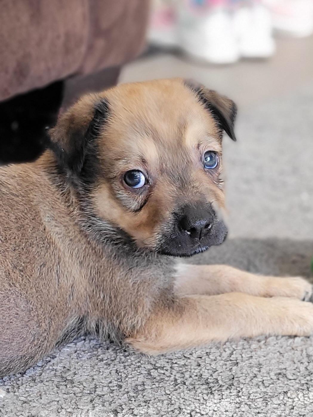 Enlarge Joey, a ADOPTABLE mixed breed in Sammamish, WA image 3/6