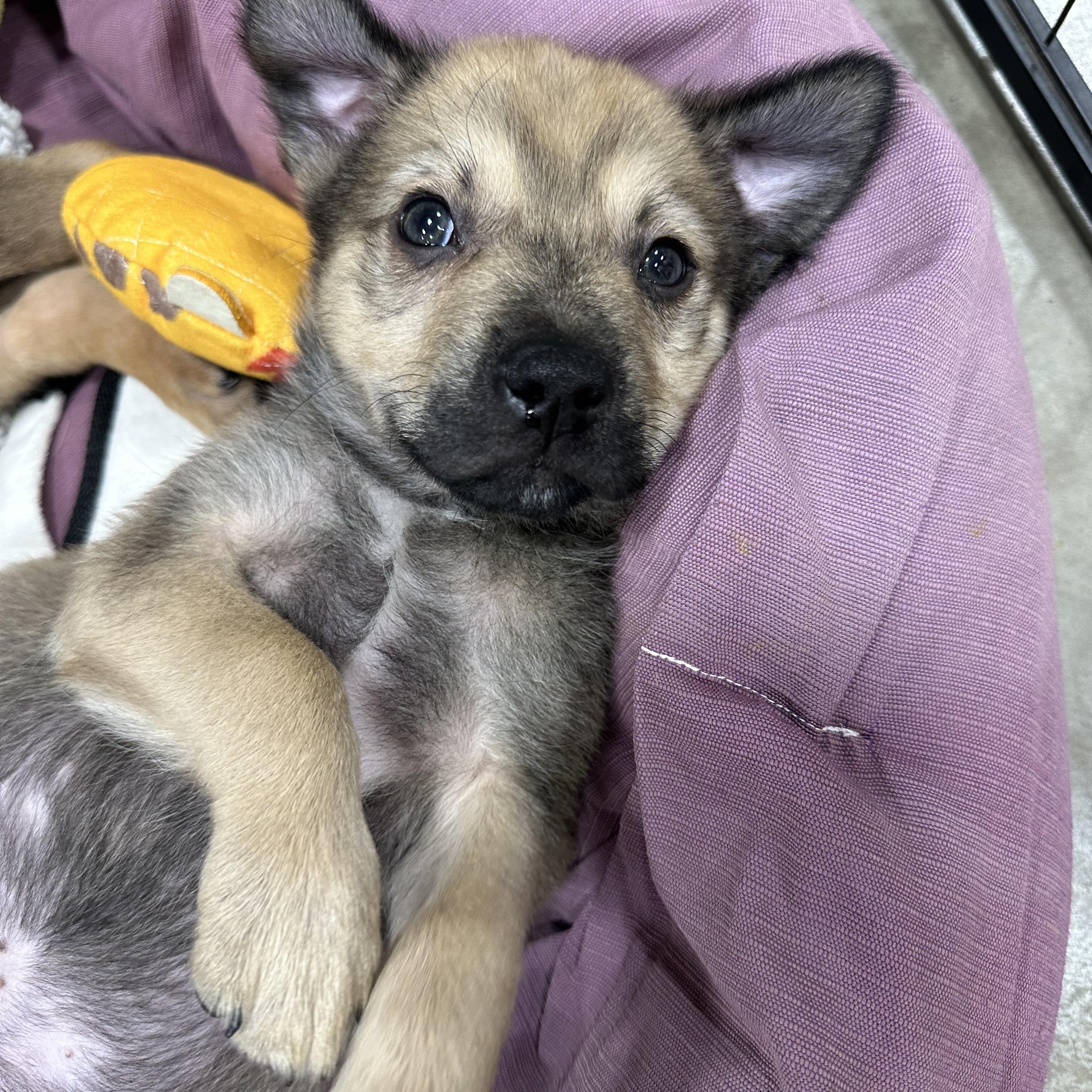 Joey, ADOPTABLE, Puppy Male Shepherd & Shar-Pei.
