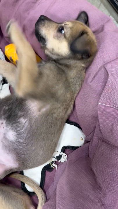 Enlarge Joey, a ADOPTABLE mixed breed in Sammamish, WA video 4/6