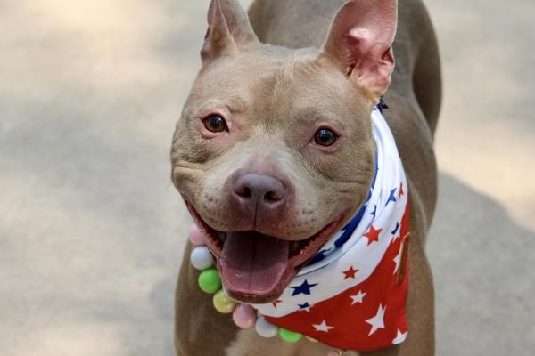 Enlarge Diana, a Adoptable mixed breed in Staten Island, NY image 1/1