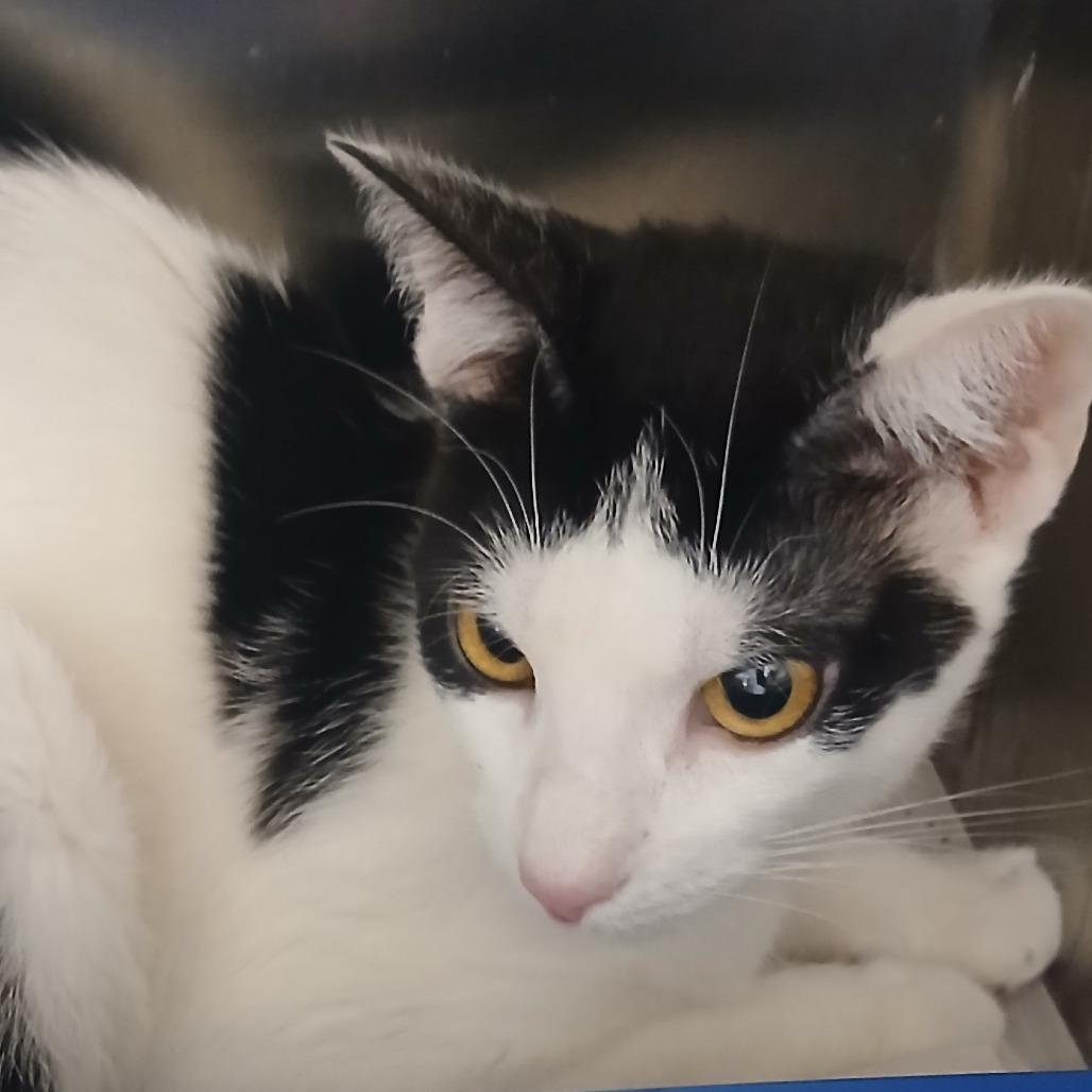 Cookie, Adoptable, Adult Female Domestic Short Hair.