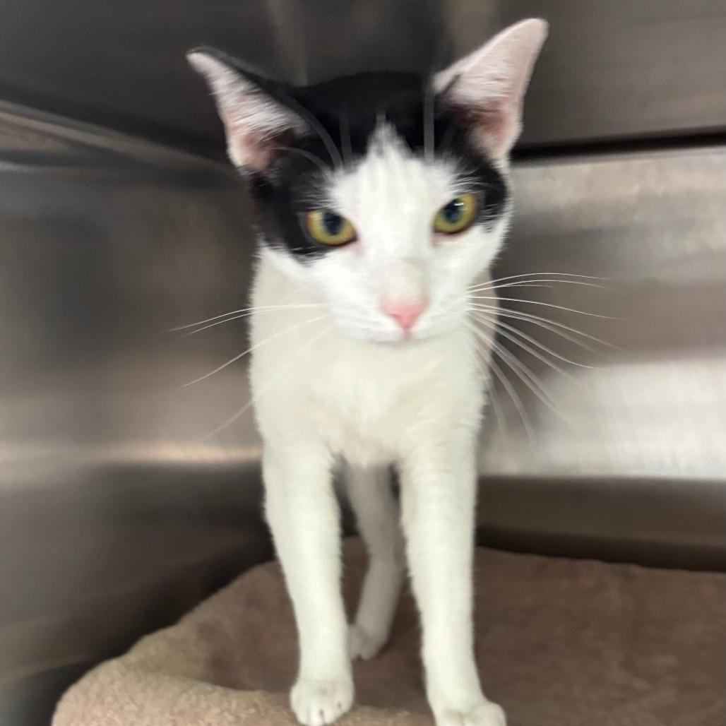 Cookie, a Adoptable Domestic Short Hair in Philadelphia, PA image 2/4
