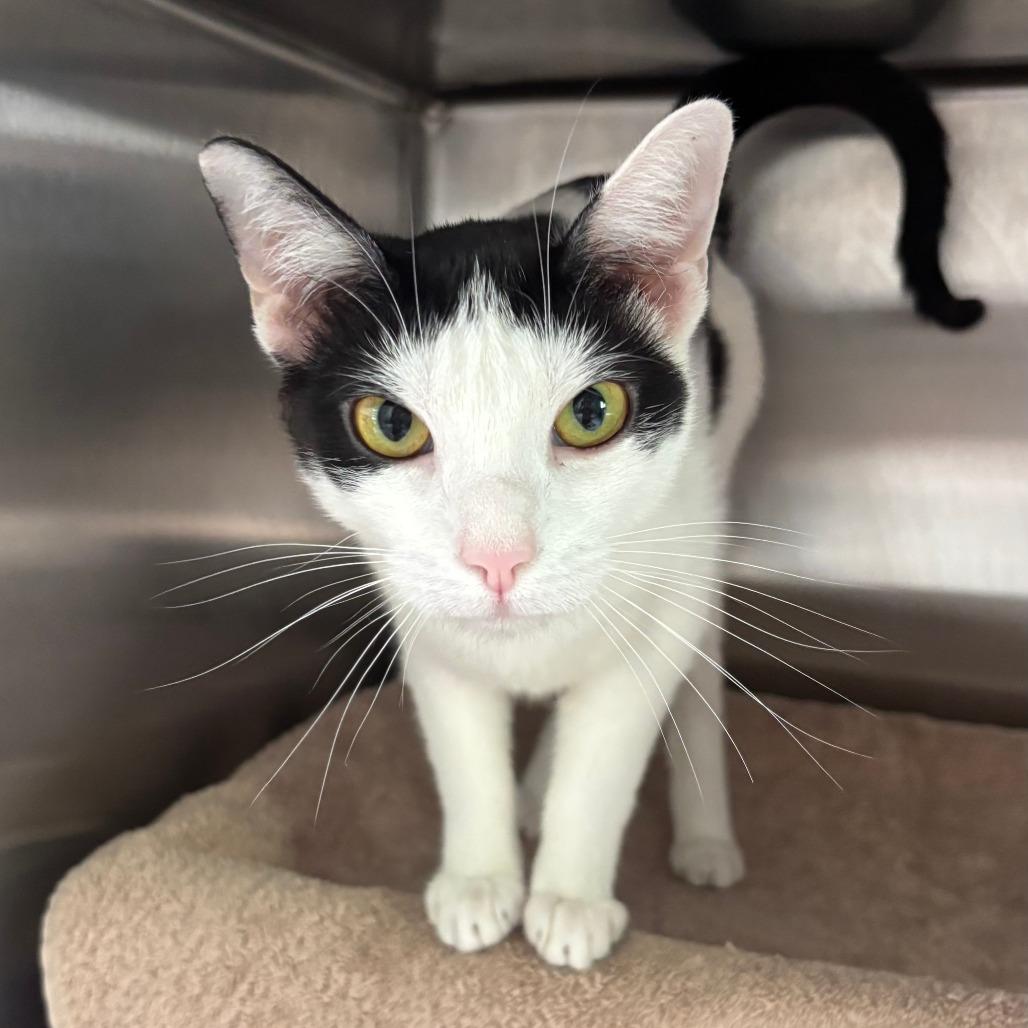 Cookie, a Adoptable Domestic Short Hair in Philadelphia, PA image 3/4
