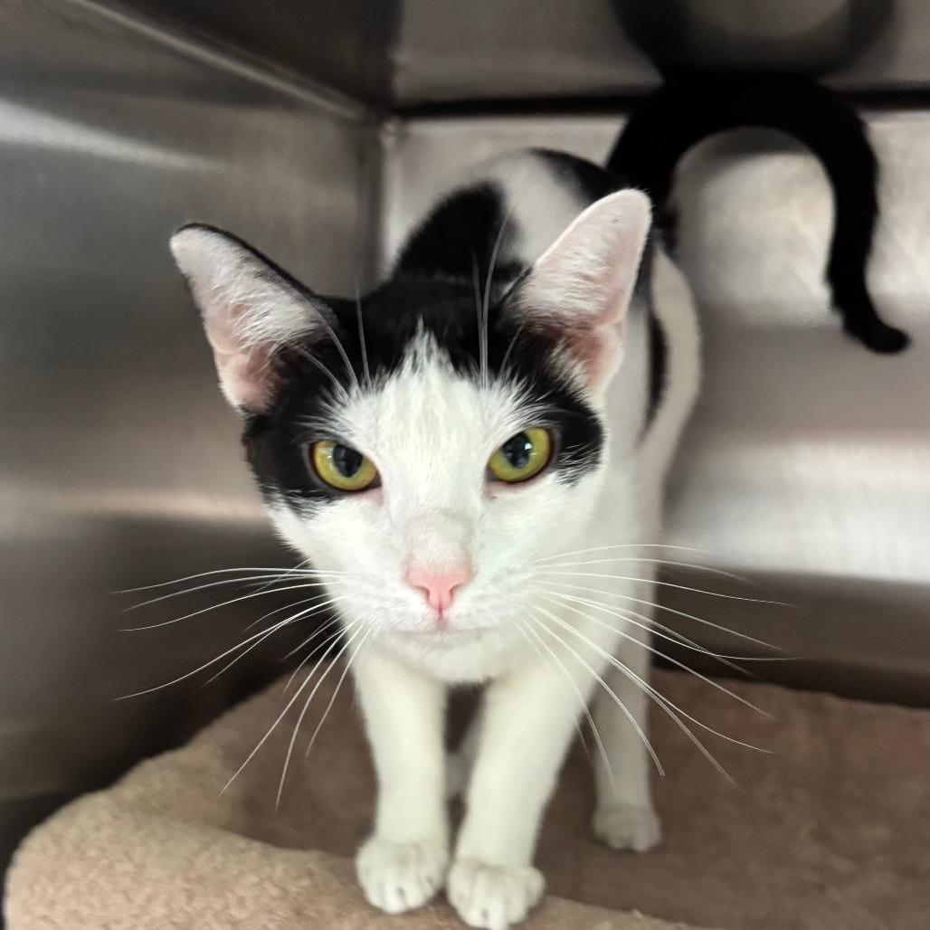 Cookie, a Adoptable Domestic Short Hair in Philadelphia, PA image 4/4