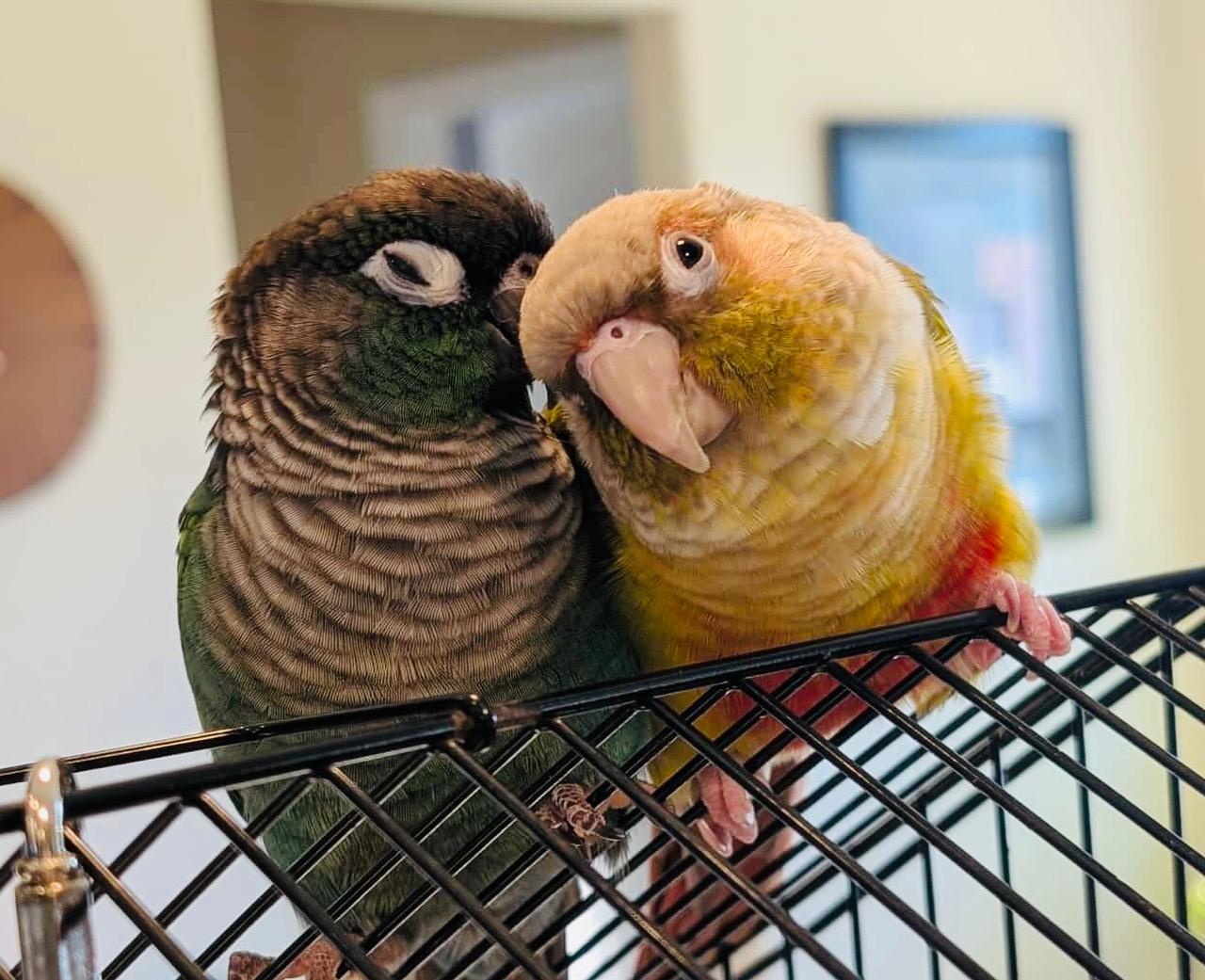 Goose and Maverick, Adoptable, Adult Unknown Conure.