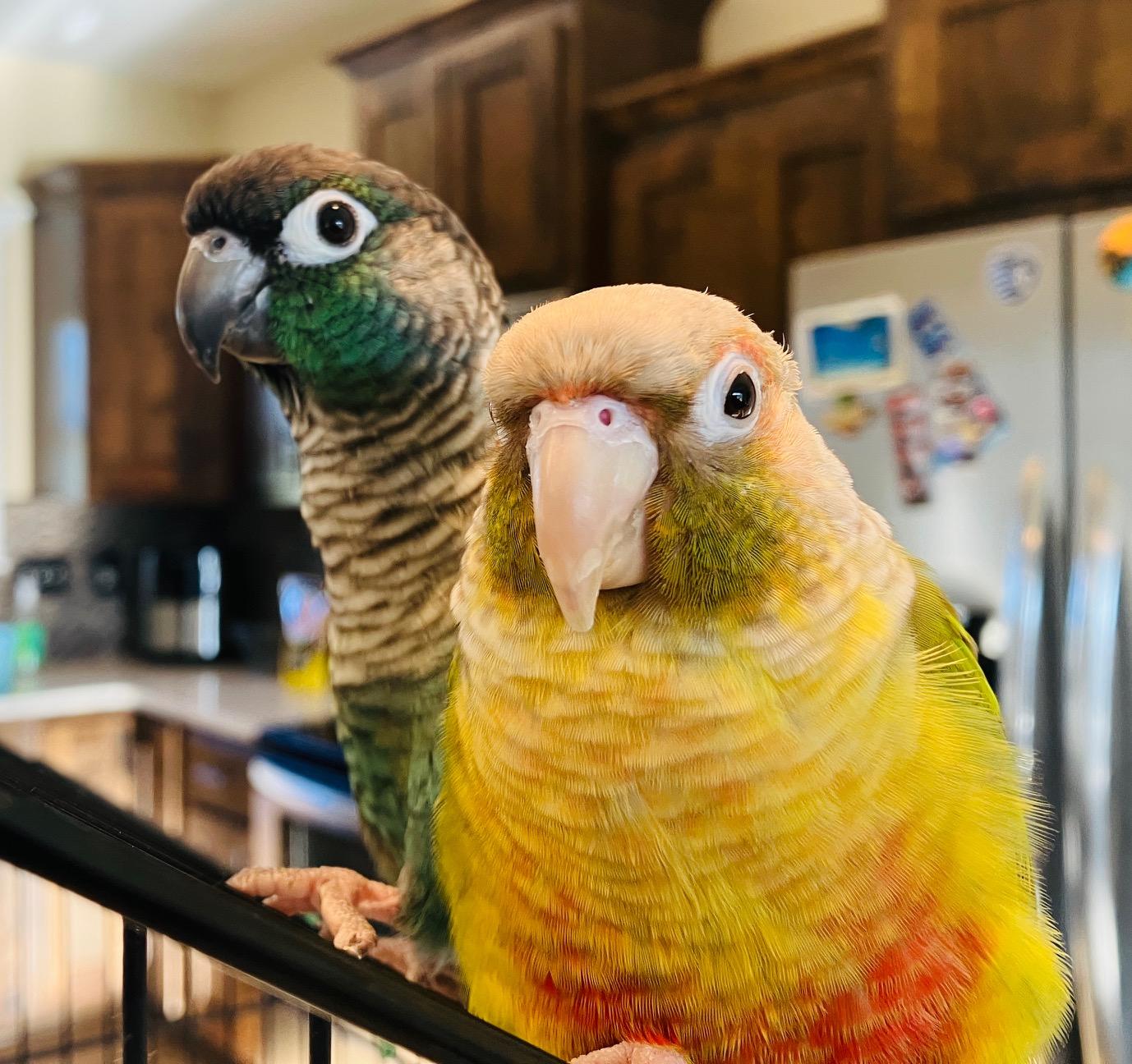 Enlarge Goose and Maverick, a Adoptable Conure in Lenexa, KS image 2/3
